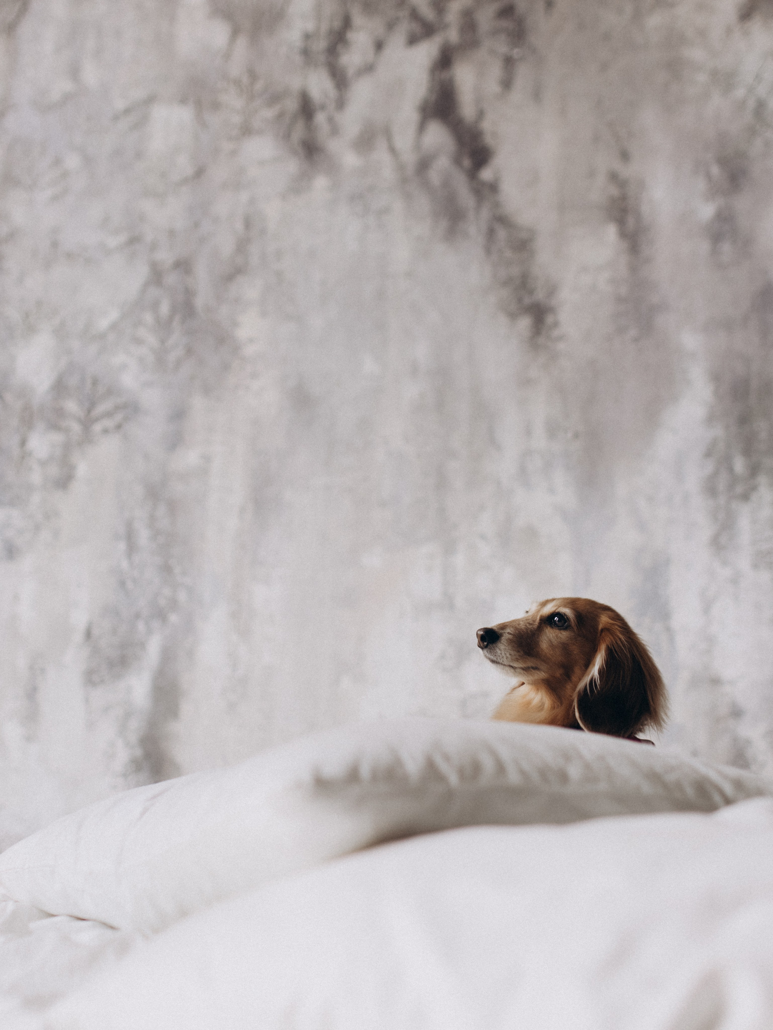 Лимон и Аня. Фотограф-анималист в Москве Кириллова Татьяна