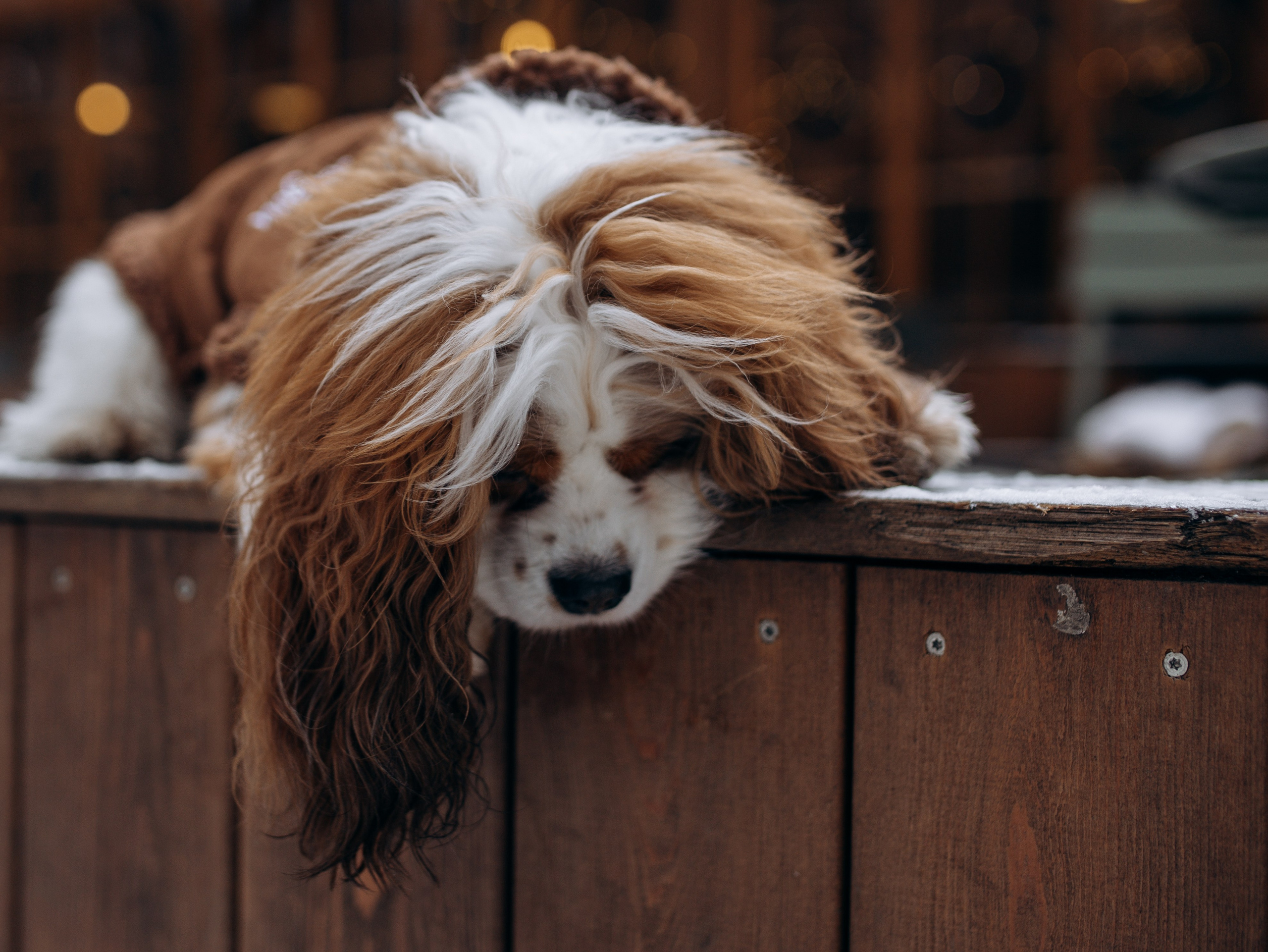 Дарси и Маша. Фотограф-анималист в Москве Кириллова Татьяна