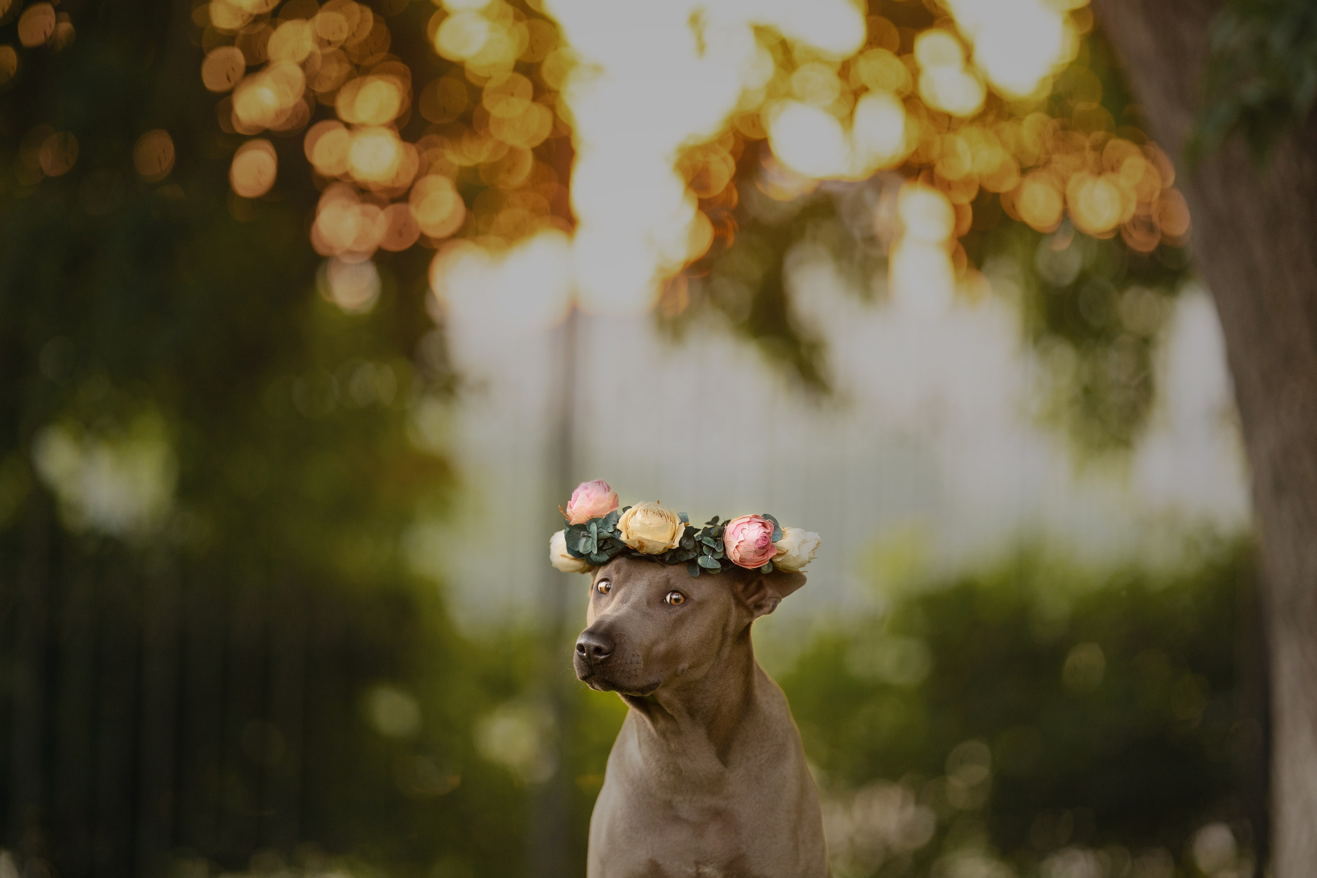 Лин + Вегас. Kameramotor74