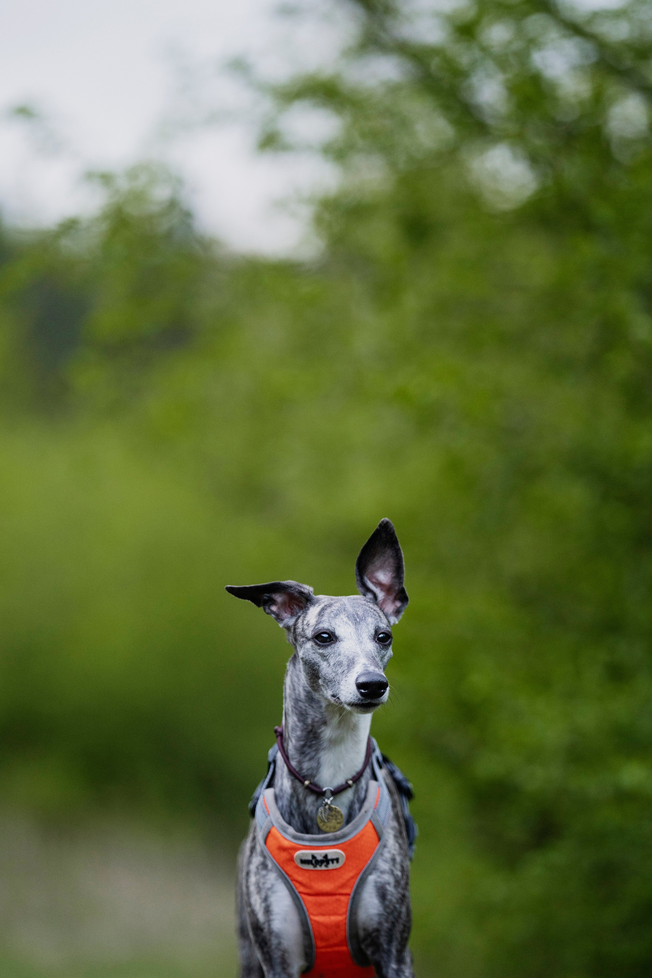Ольга и ее красивые собаки. Kameramotor74