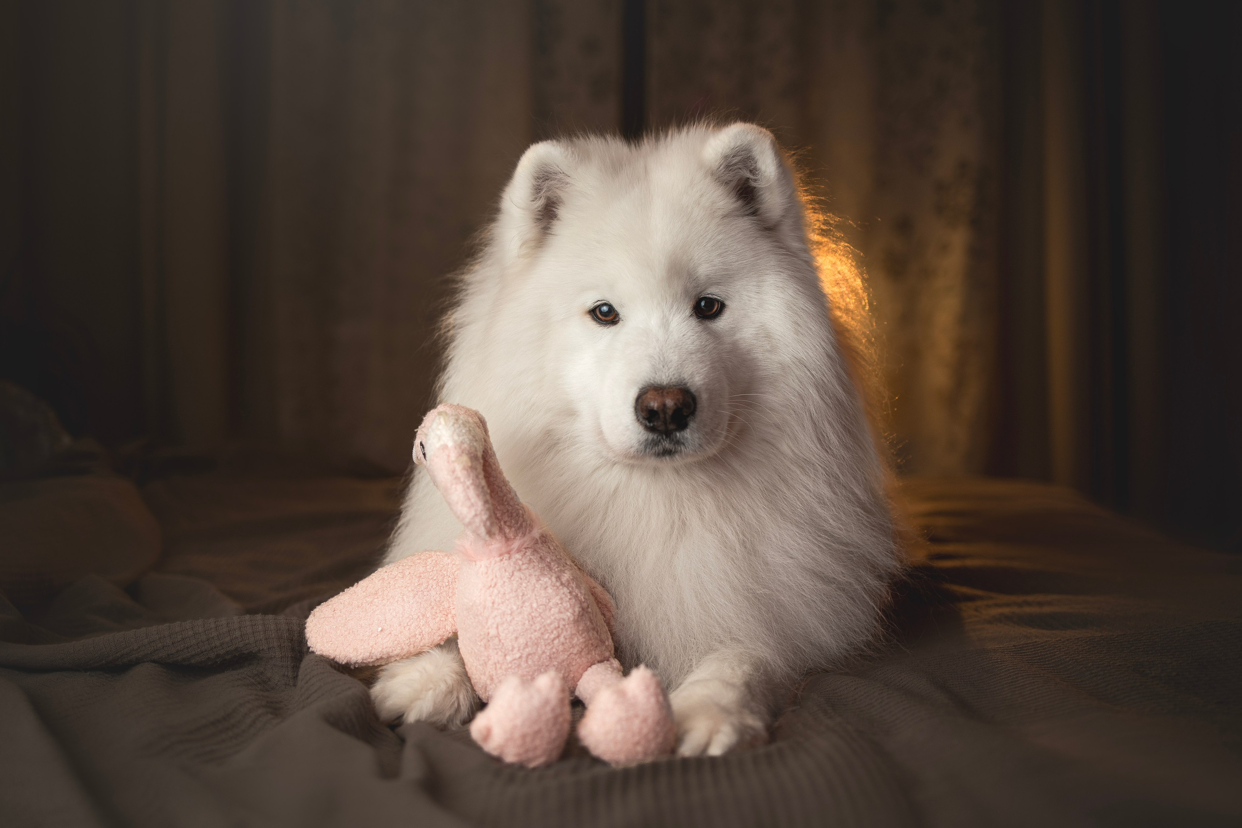 Для брендов. Фотограф анималист в Москве Майорова Евгения