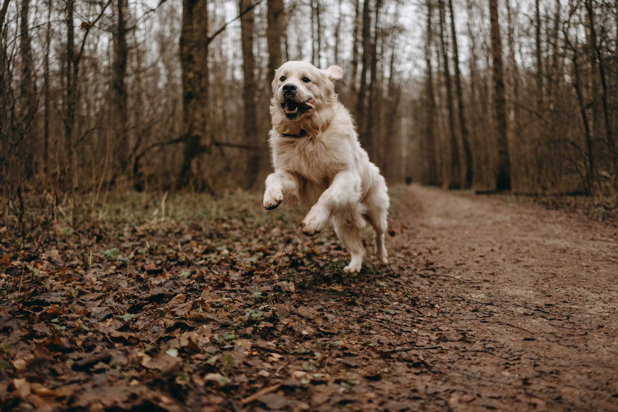 Лаки и его семья. Фотограф — Анималист | Санкт-Петербург