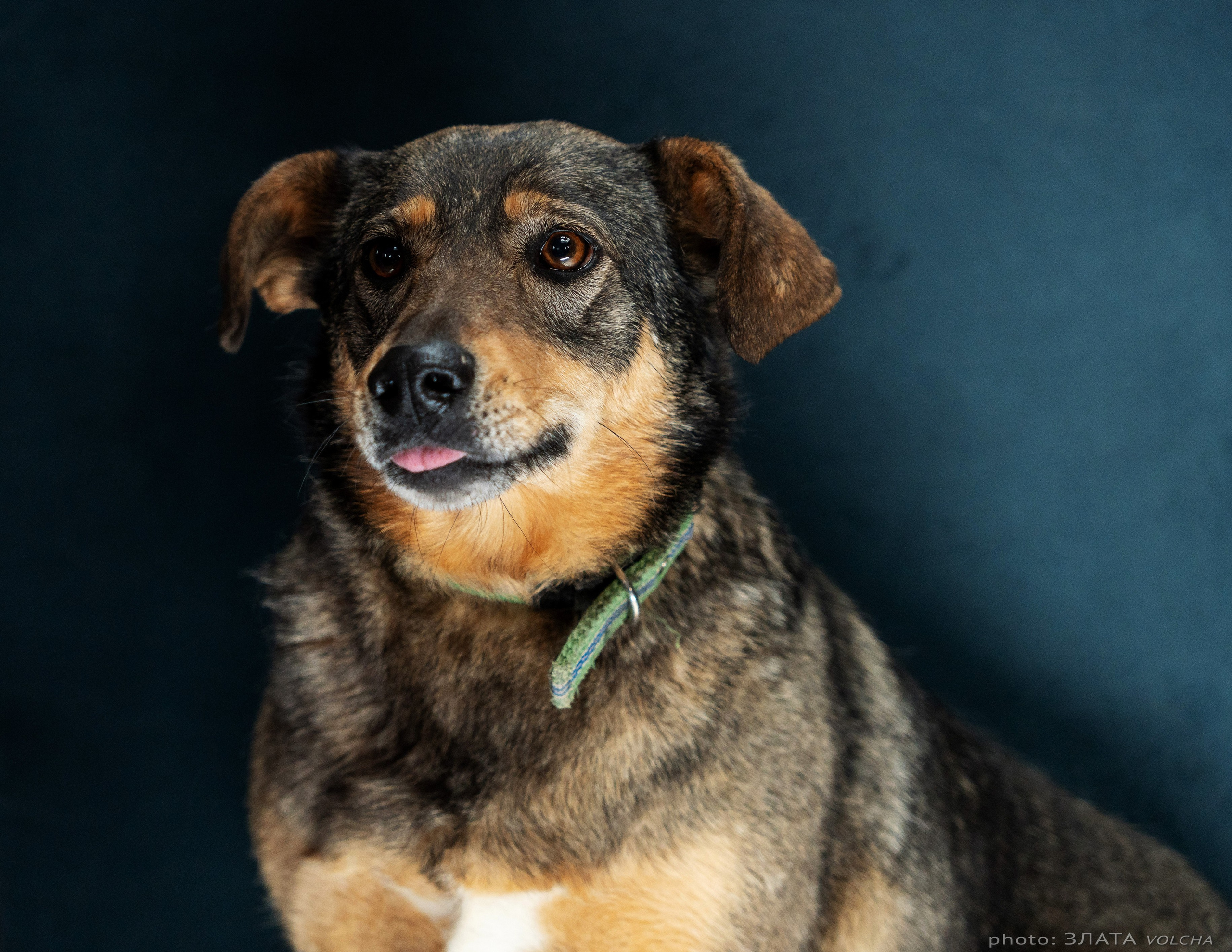 Собаки в студии. Фото, видео, монтаж