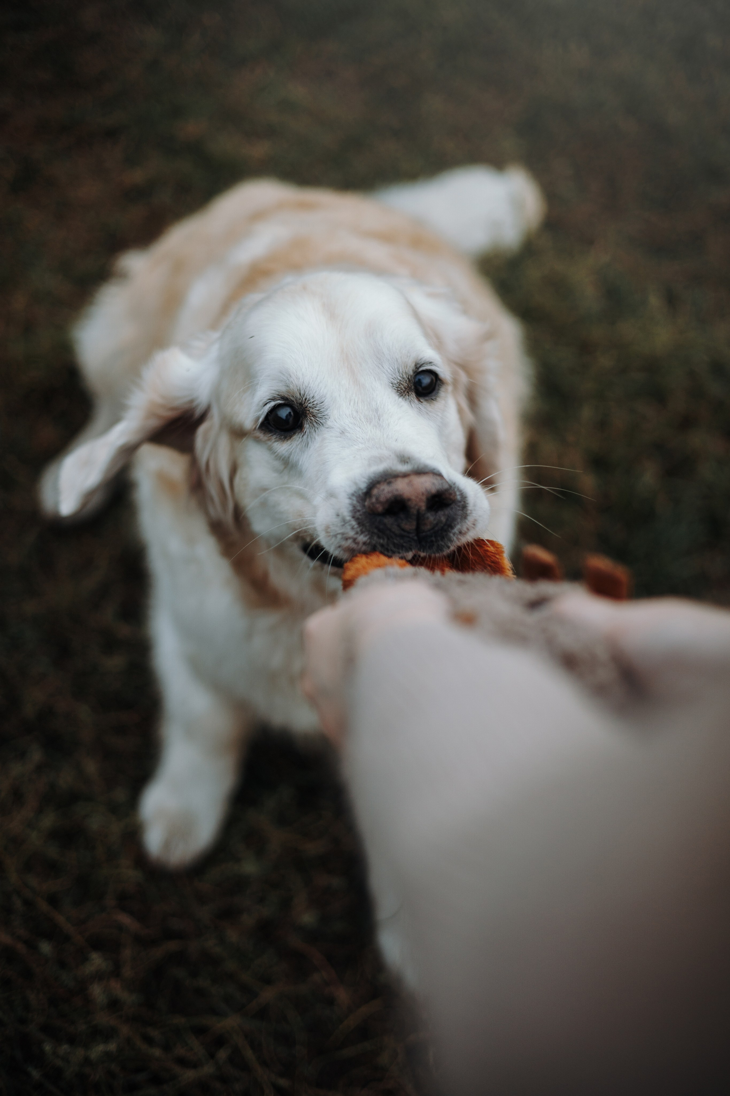 Света и Том. Фотограф — Анималист | Санкт-Петербург