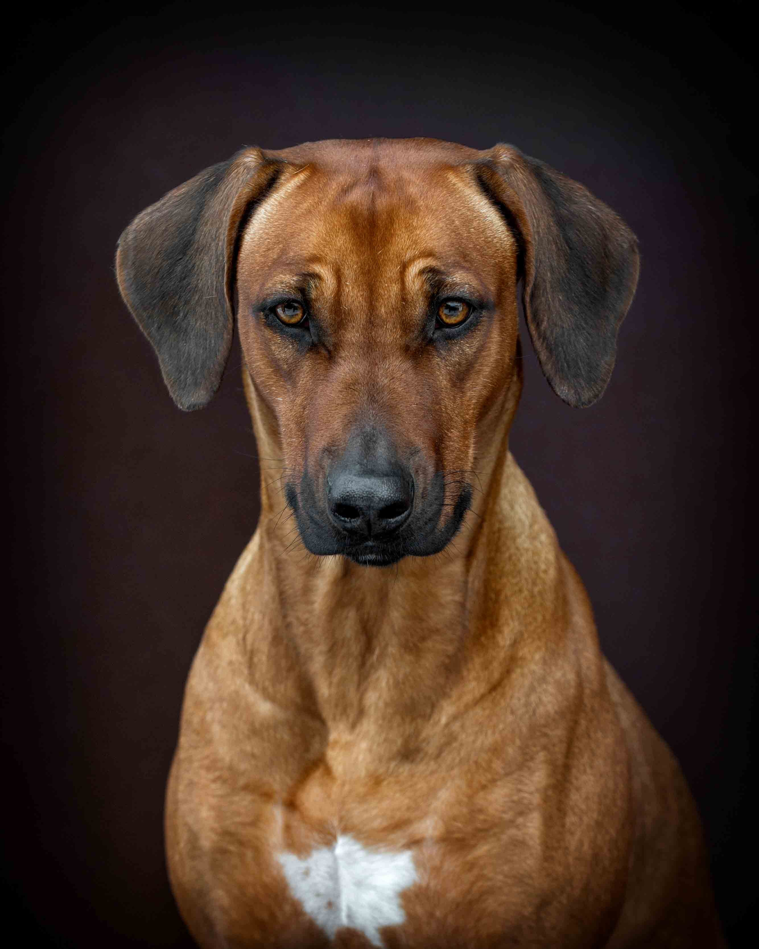 Собаки. Портретная и свадебная фотосъемка. Москва и область