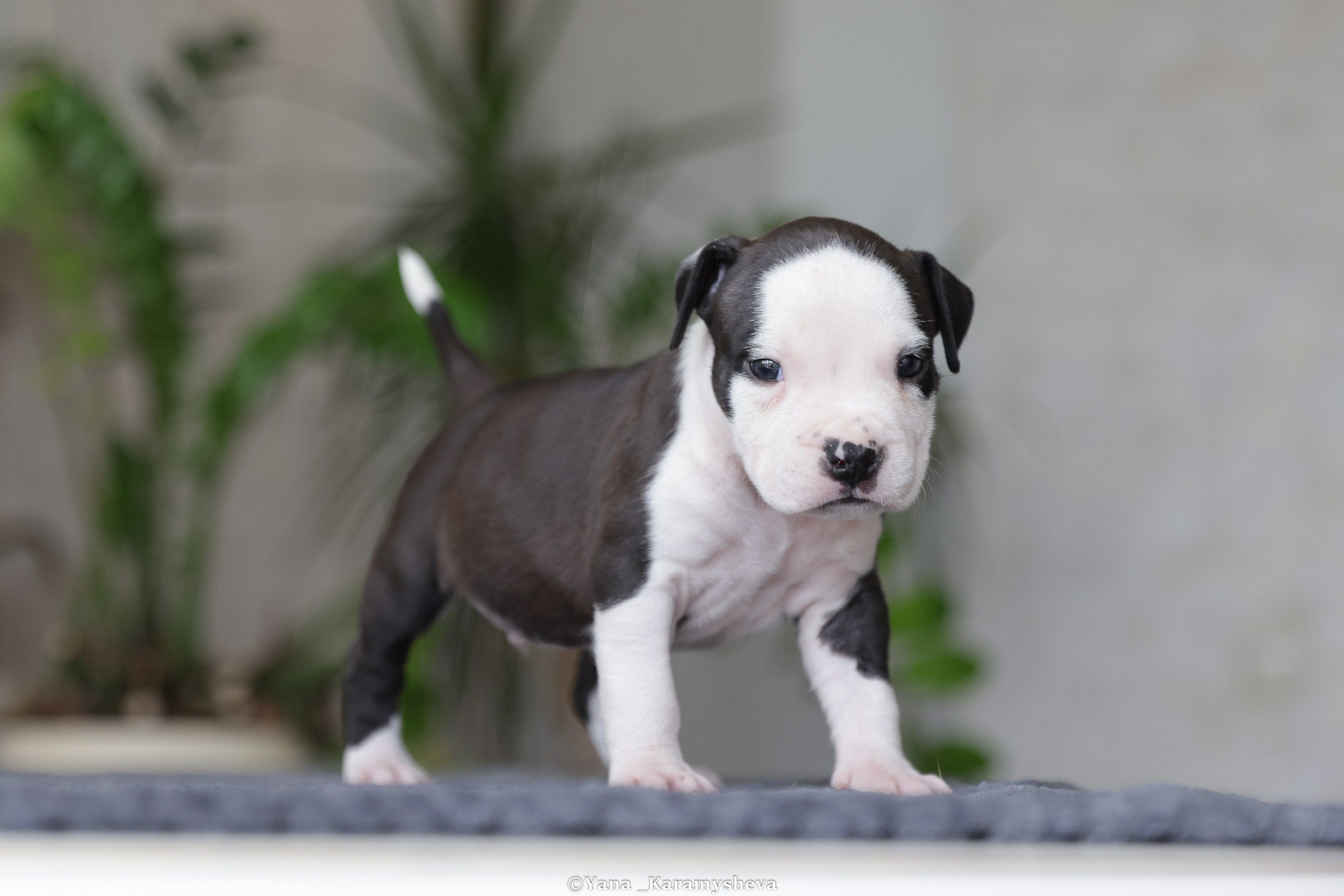 Помёты. Yana Karamysheva Animal Photo