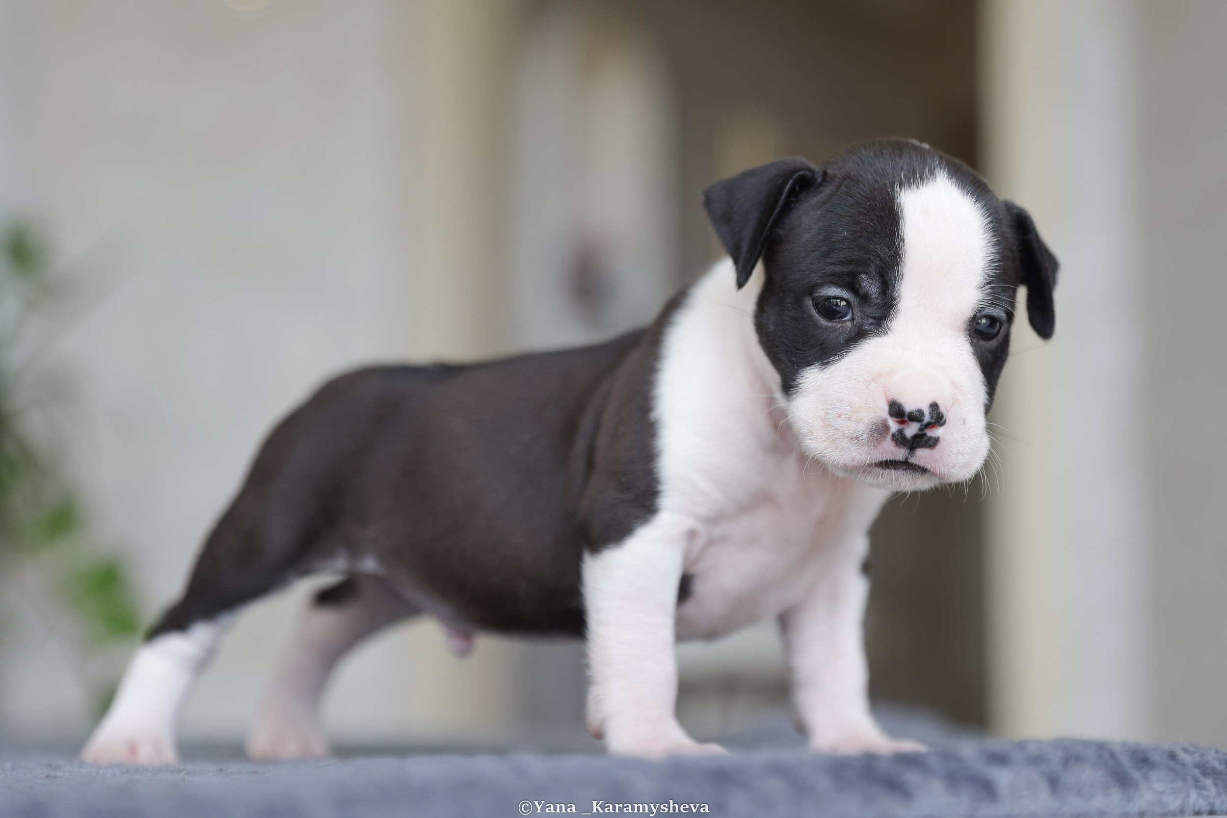 Помёты. Yana Karamysheva Animal Photo