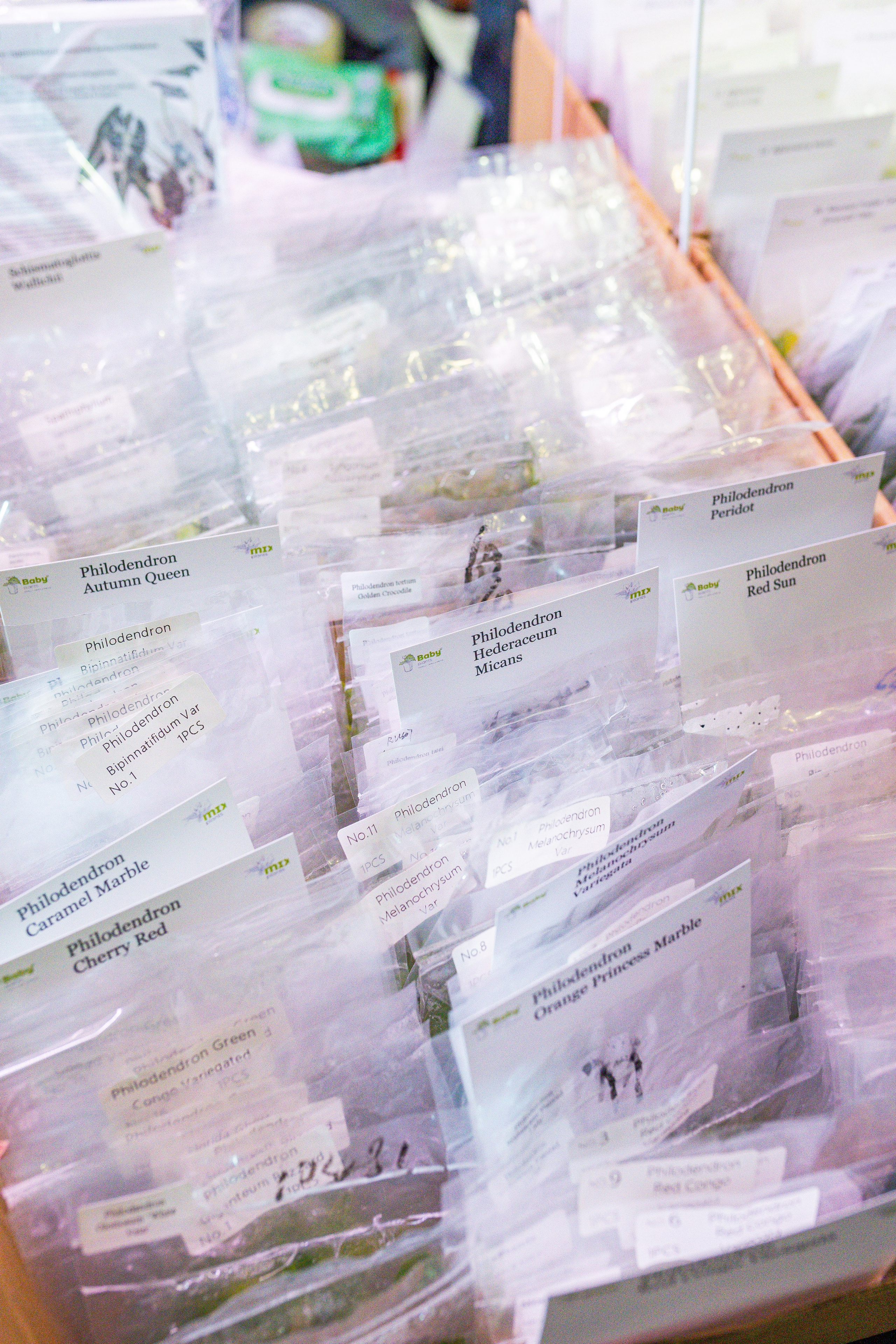 Growbox декабрь 2025. Александра Куликова фотограф, Москва