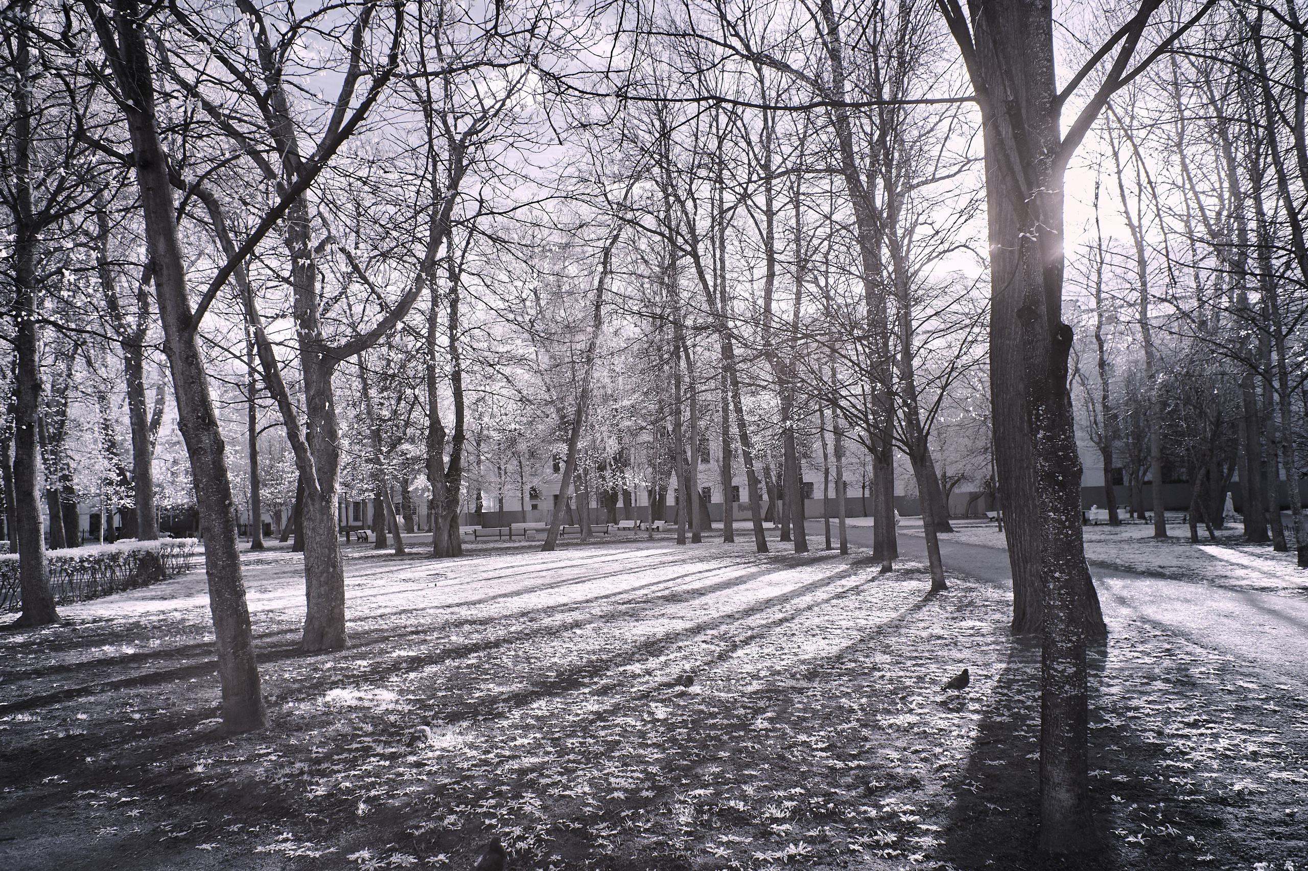 Infrared Photography. Solofilms