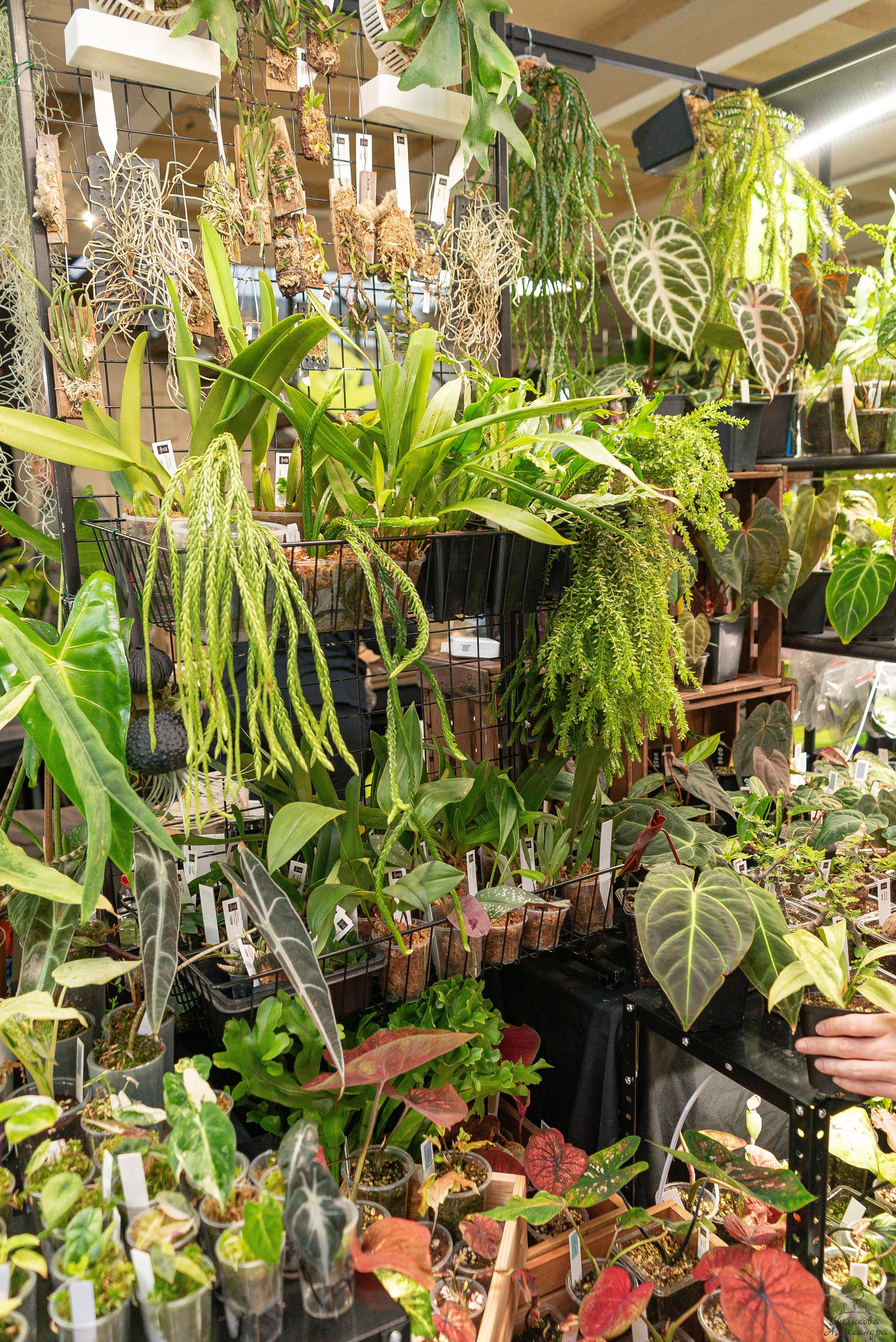 Гроубокс Артплей апрель. Александра Куликова фотограф, Москва