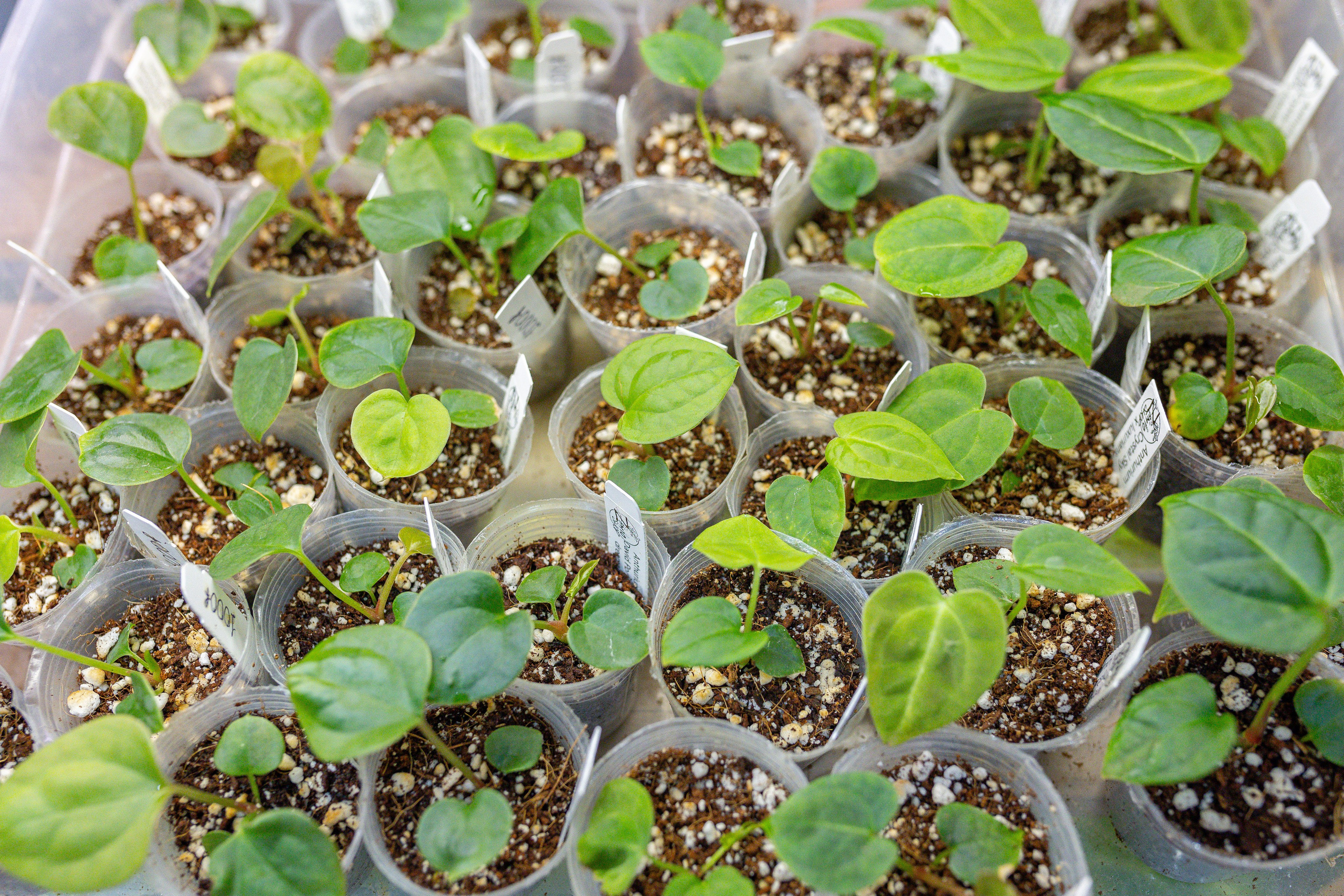 Орхидиум 12.2025. Александра Куликова фотограф, Москва