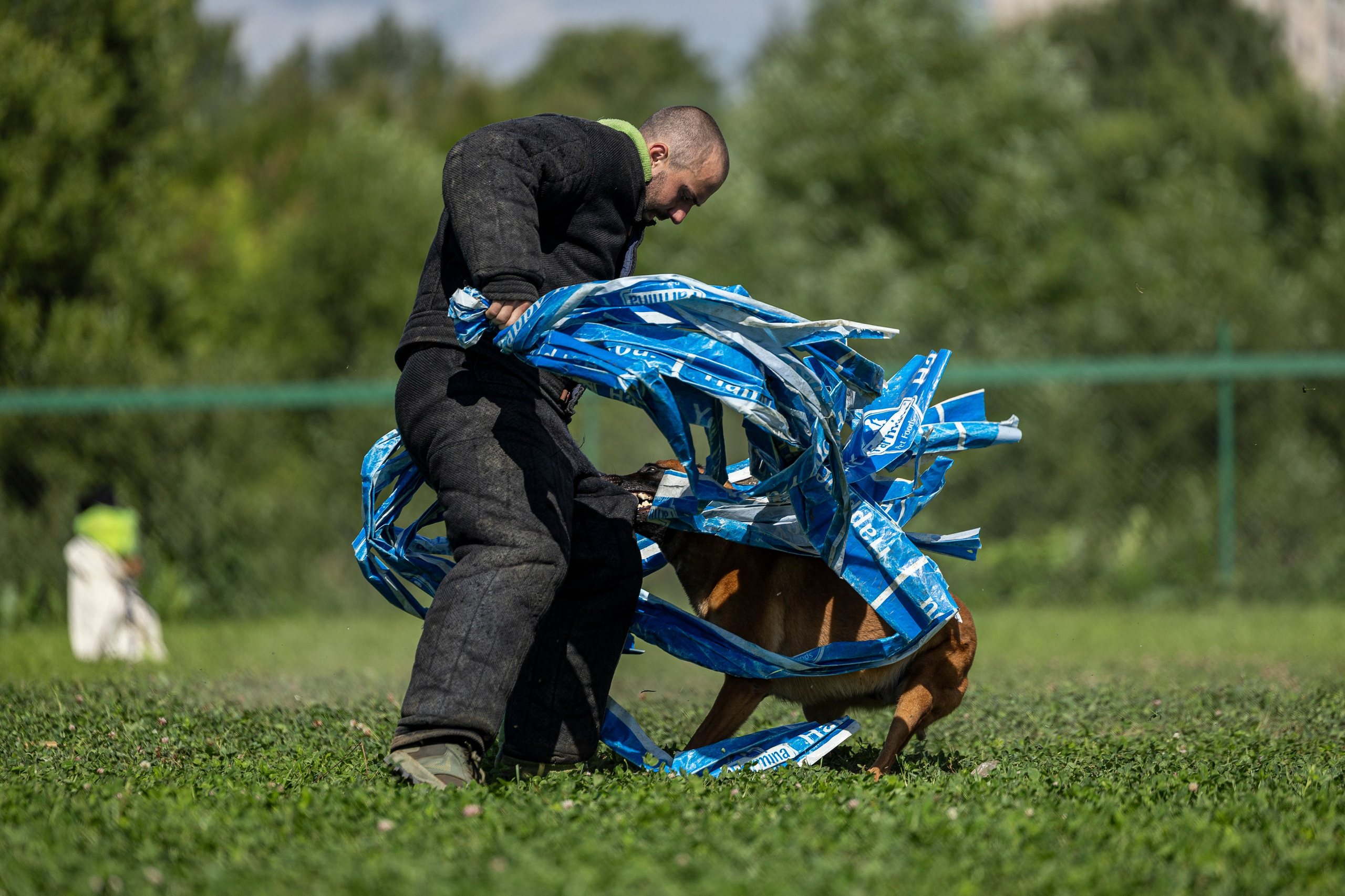 Соревнования по Мондьорингу г. Вологда 10-11.08.2024. Фотограф-анималист Анна Маринич