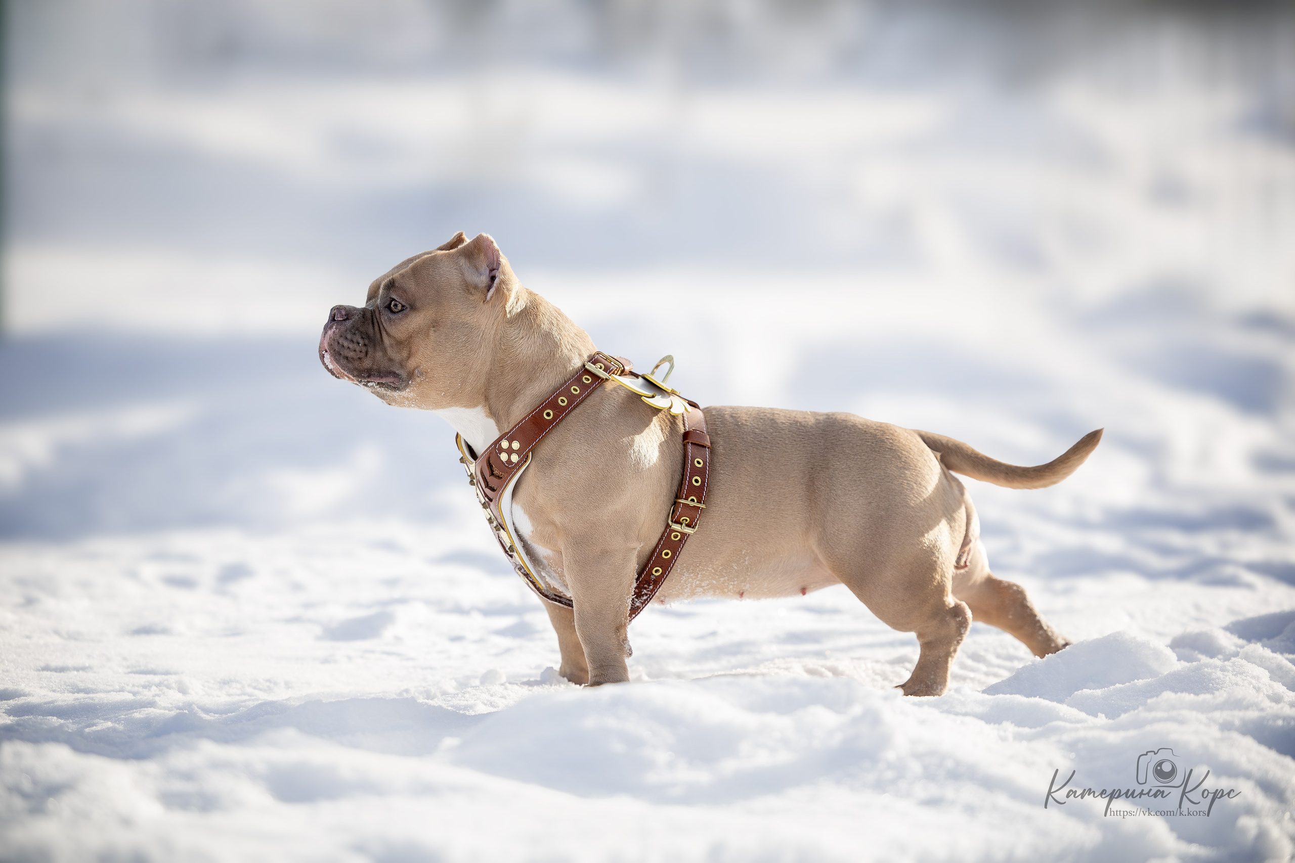 Микро булли Амина. Главная