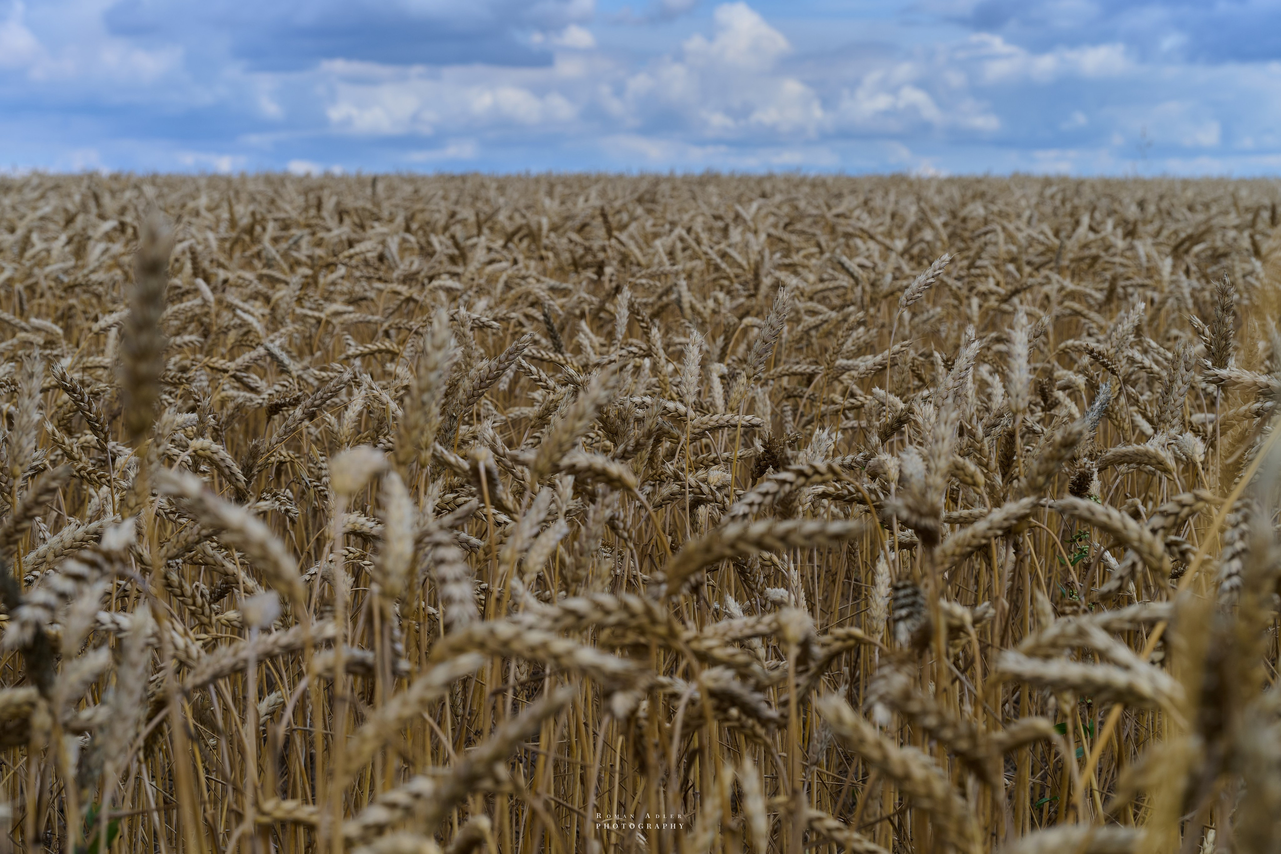 Воронеж. Август 2024. Фотограф Роман Адлер