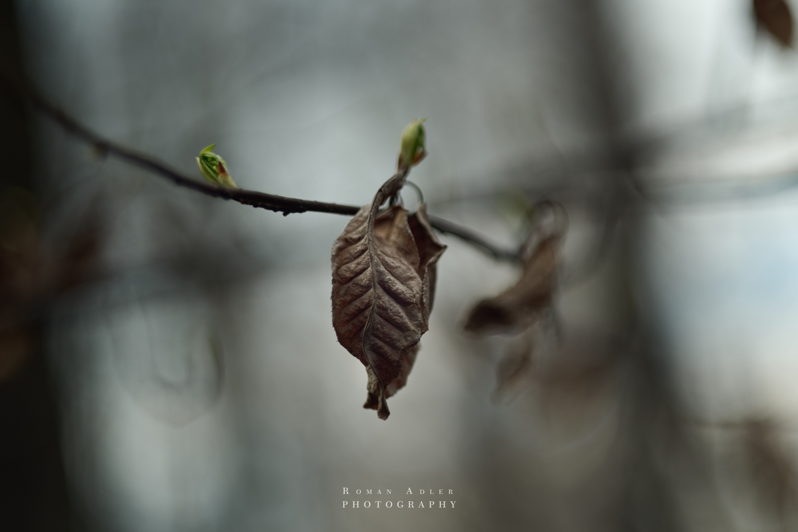 Весна. Москва 2025. Фотограф Роман Адлер