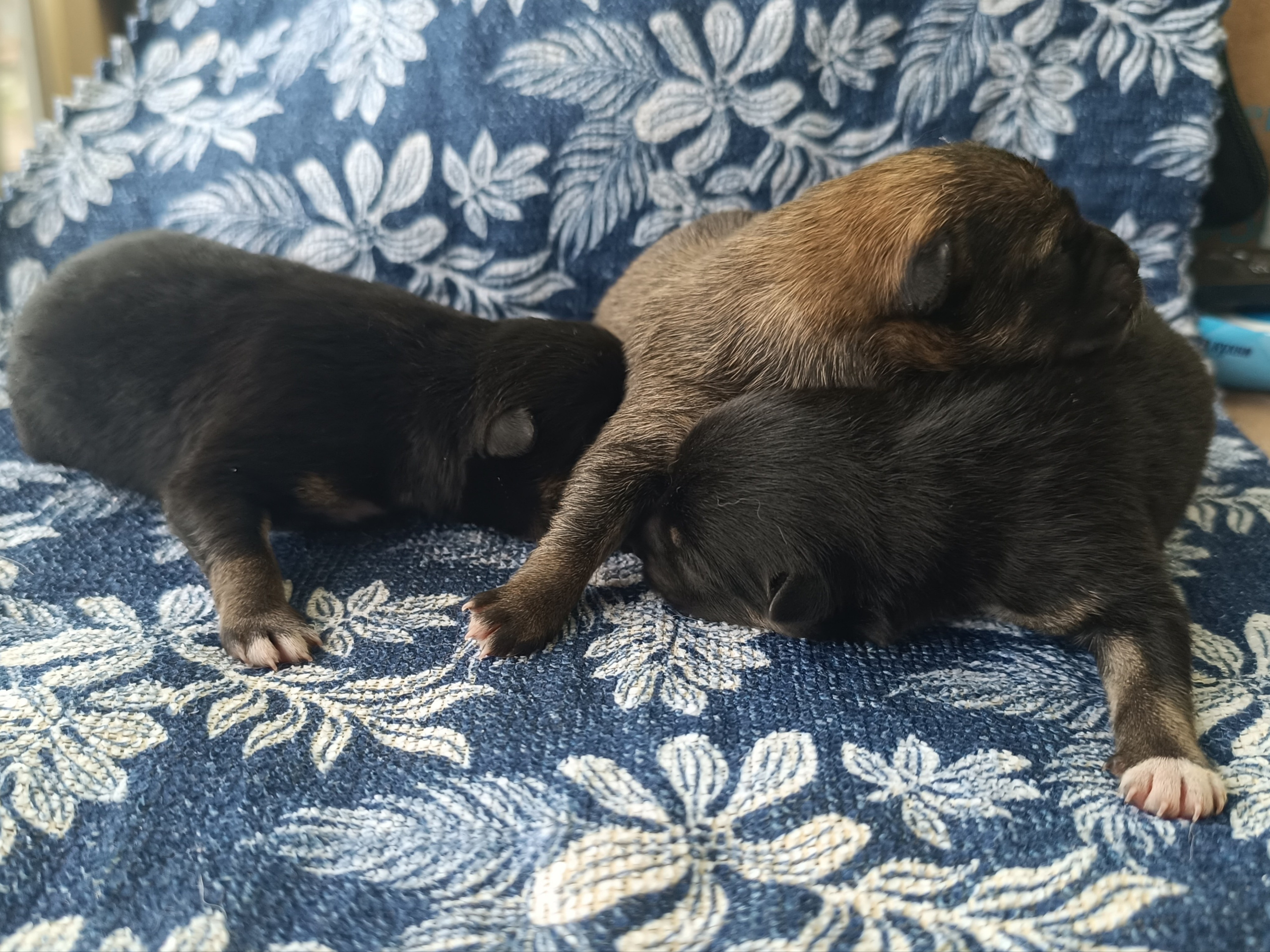 сиба питомник Рубилайт щенки на продажу rubylight  сиба щенки купить СПб Санкт-Петербург 