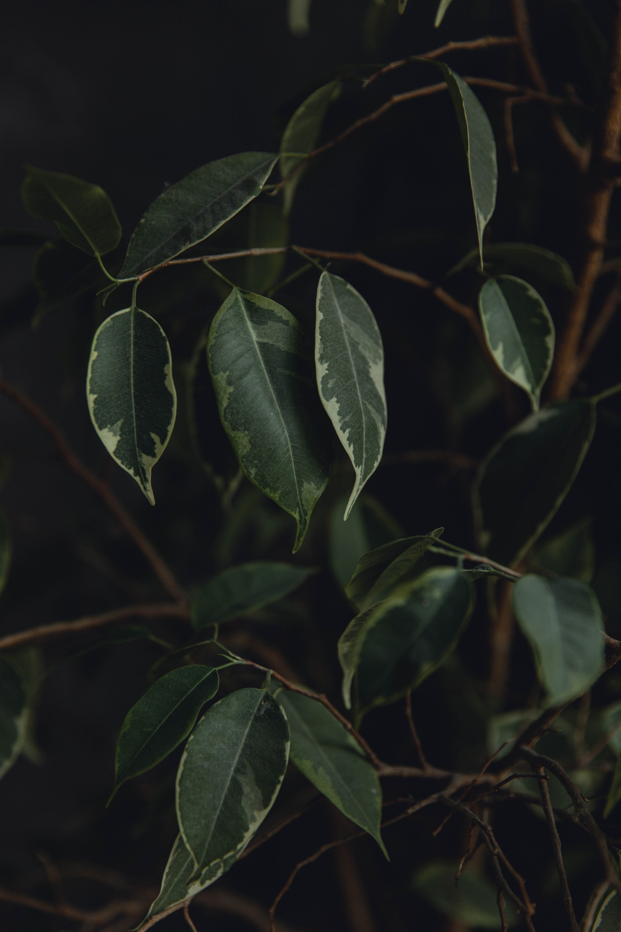 Veronika Gigolaeva Photography