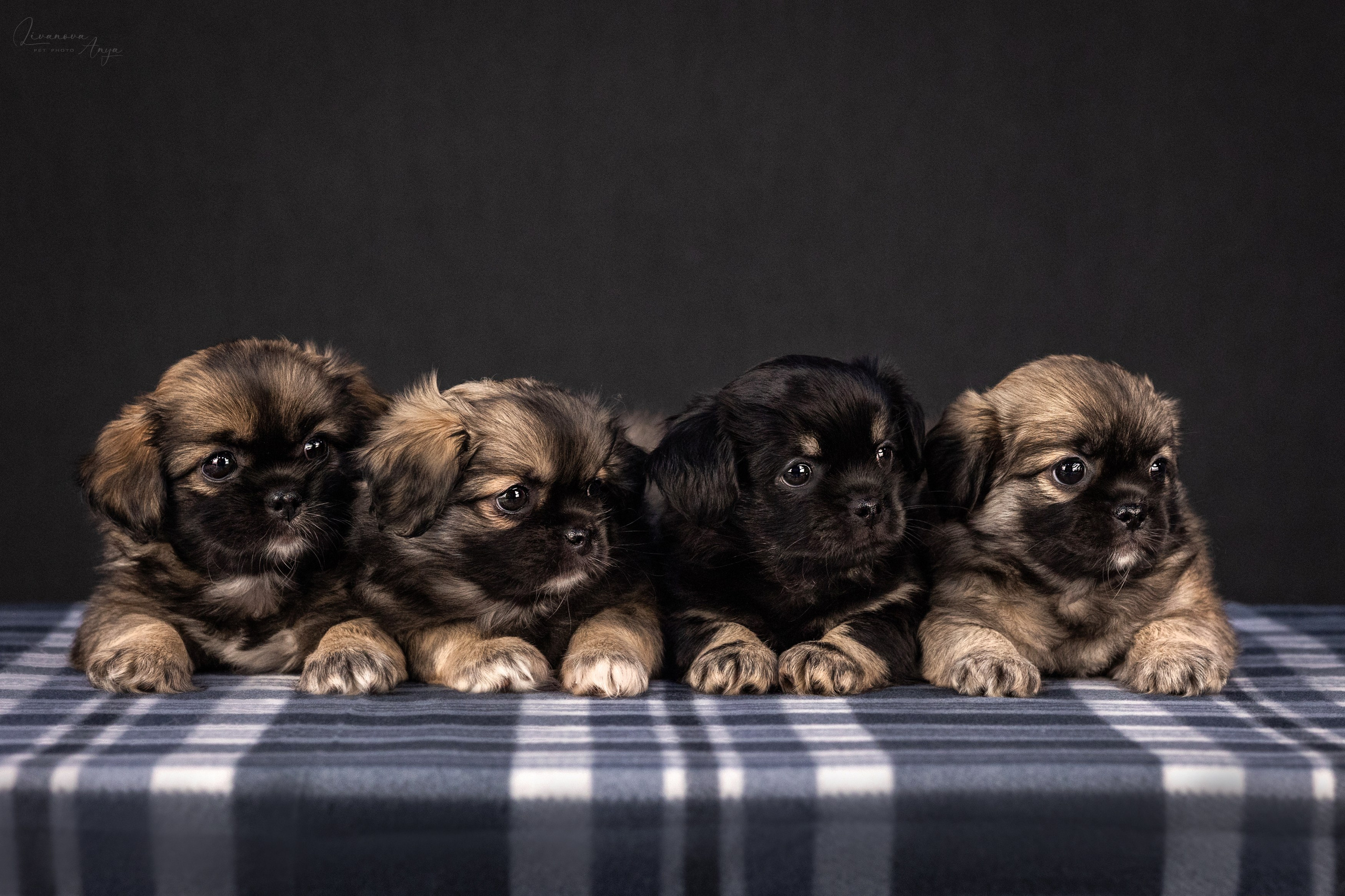Тибетские спаниели. Фотограф анималист Аня Ливанова | Рыбинск