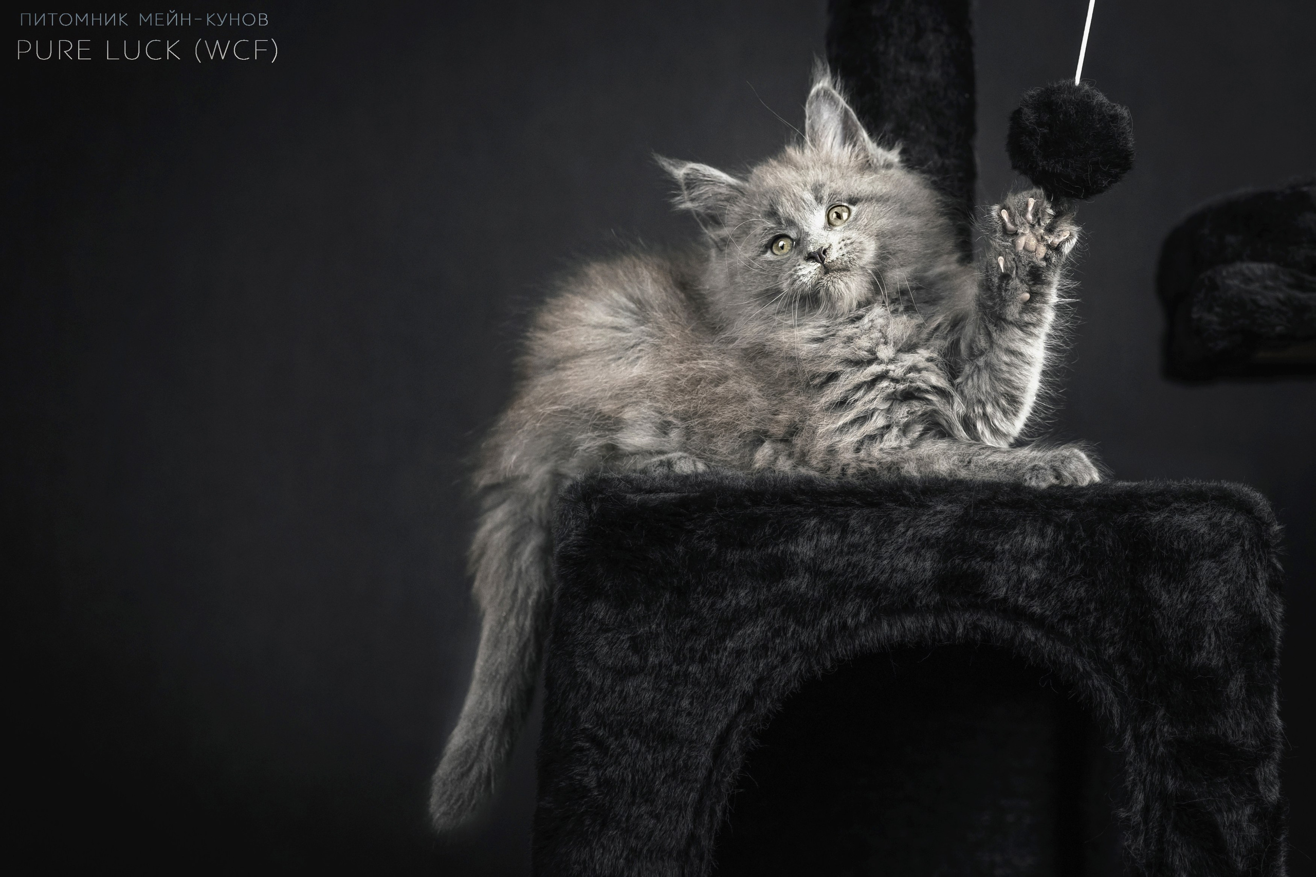 Куны. Фотограф анималист Аня Ливанова | Рыбинск