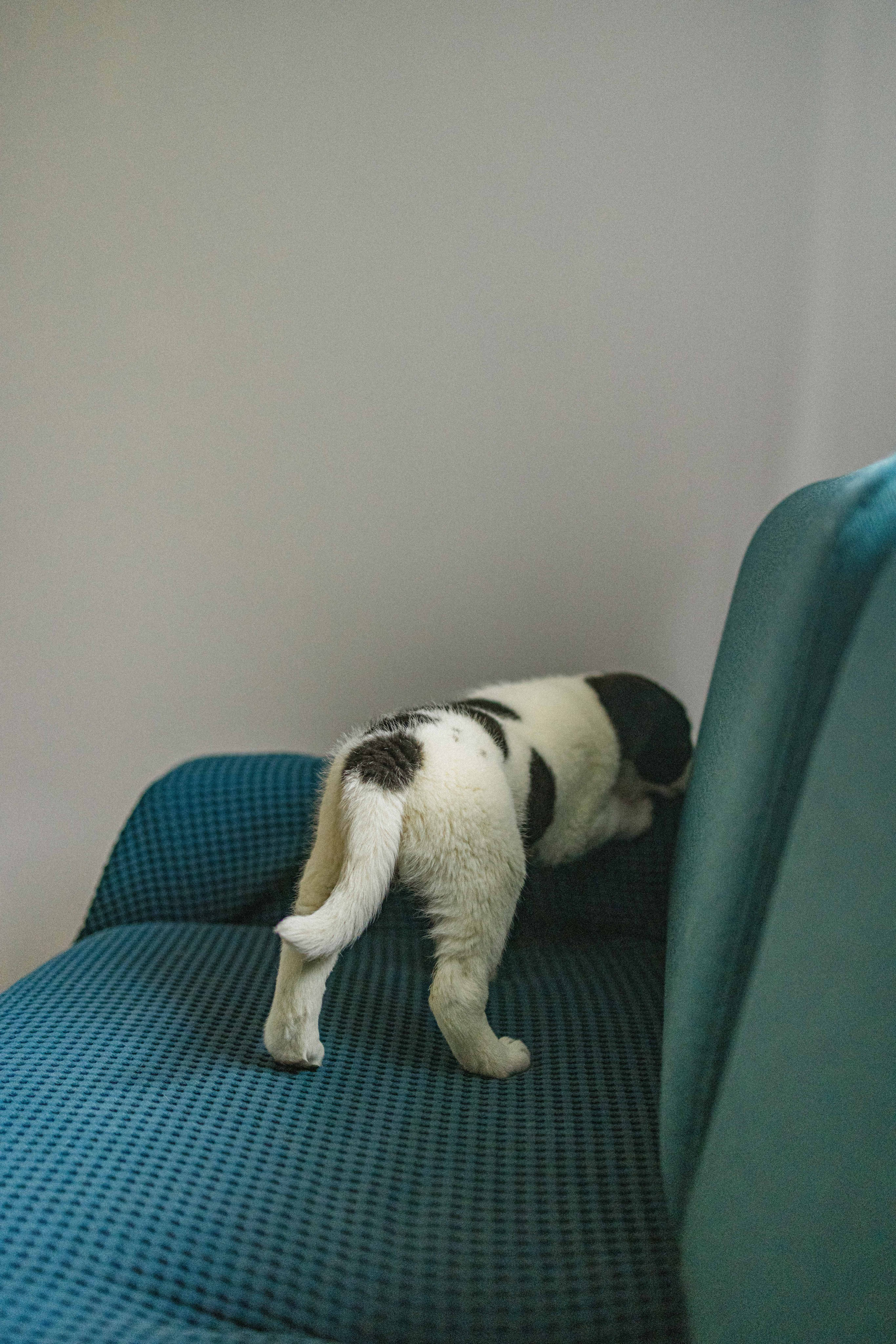 Щеночки. Фотограф-анималист в Москве Лера Черноног