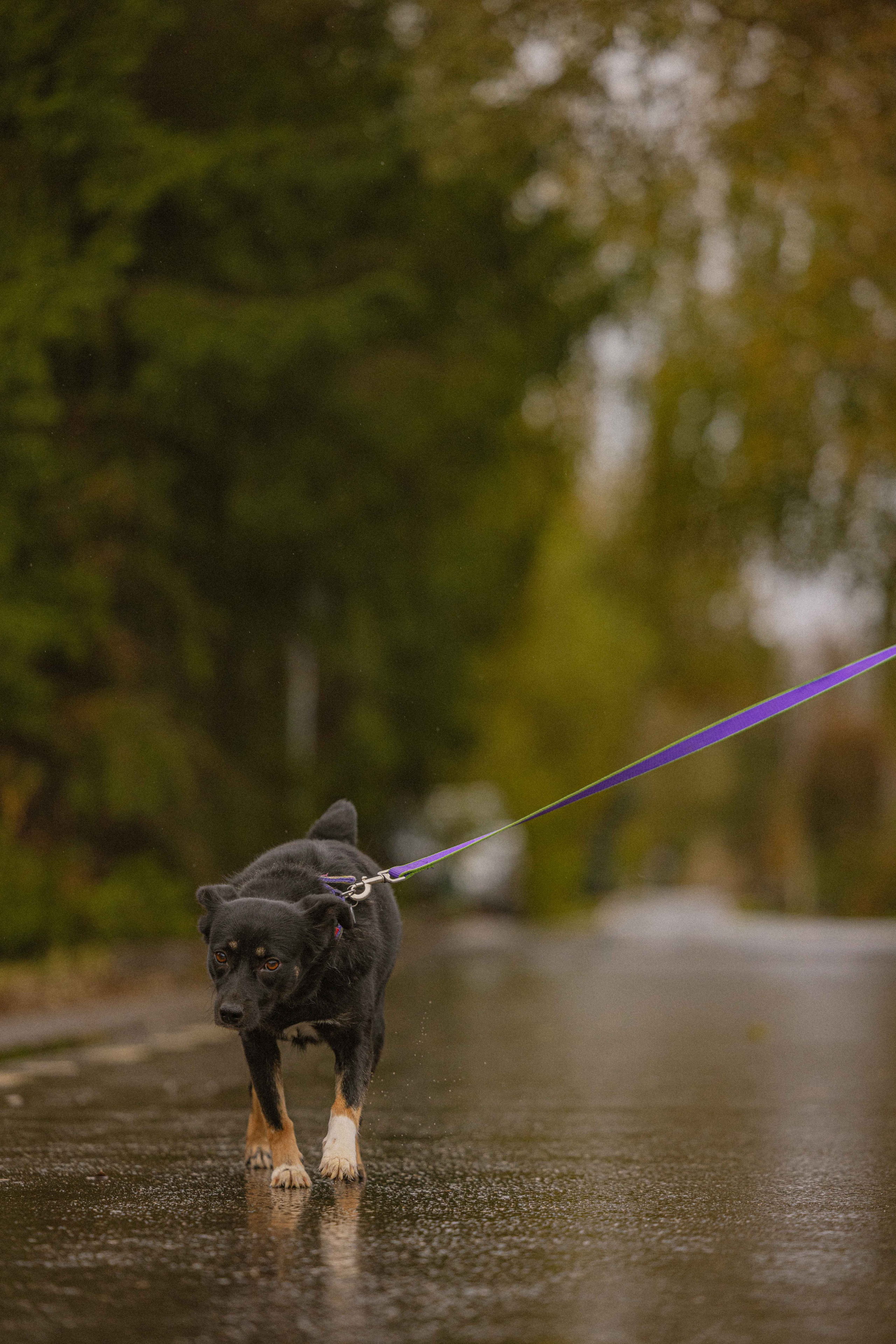 Передержка. Фотограф-анималист в Москве Лера Черноног