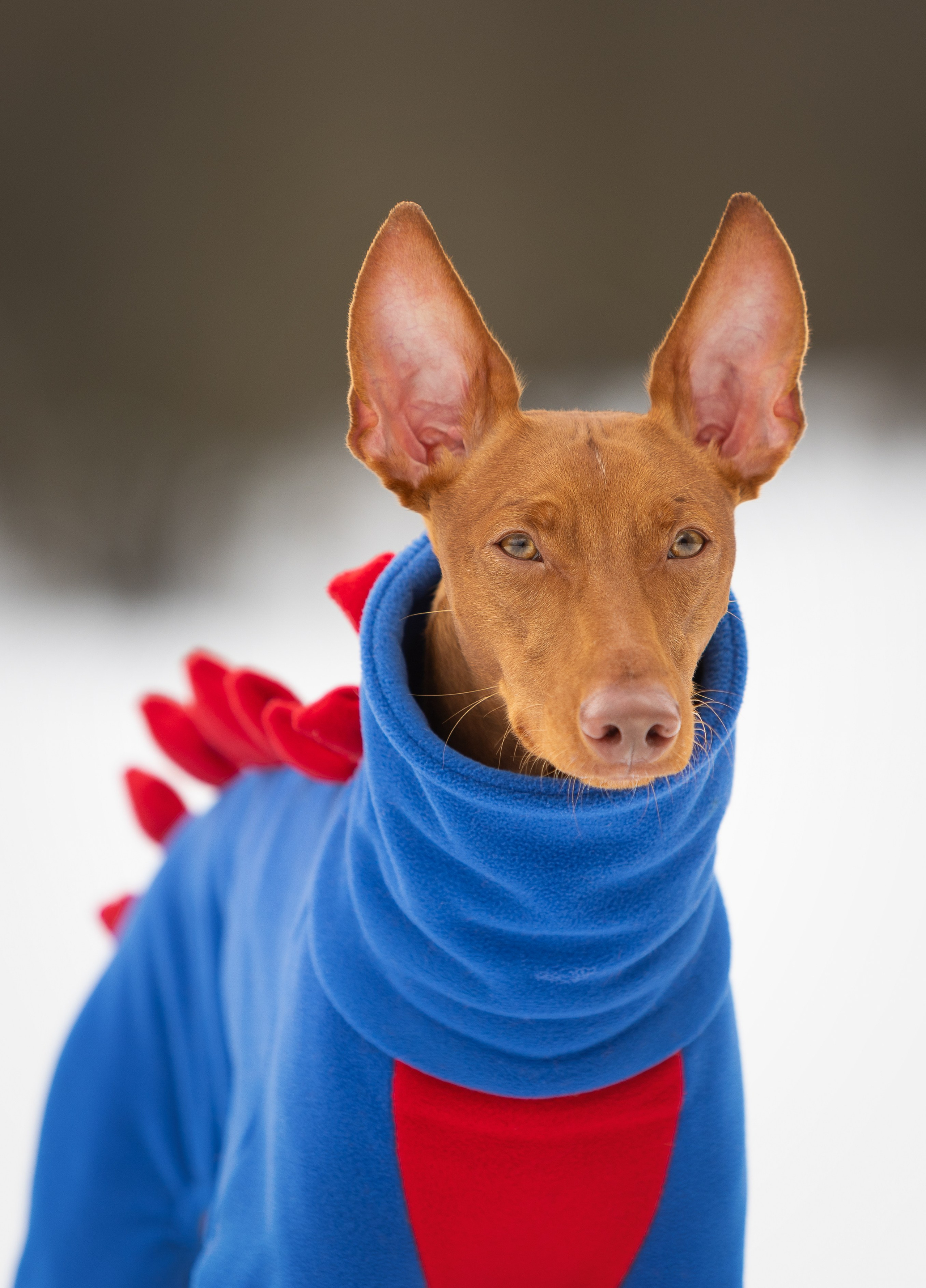 Веня и Рус. Фотограф-анималист в Москве, МО и Владимире
