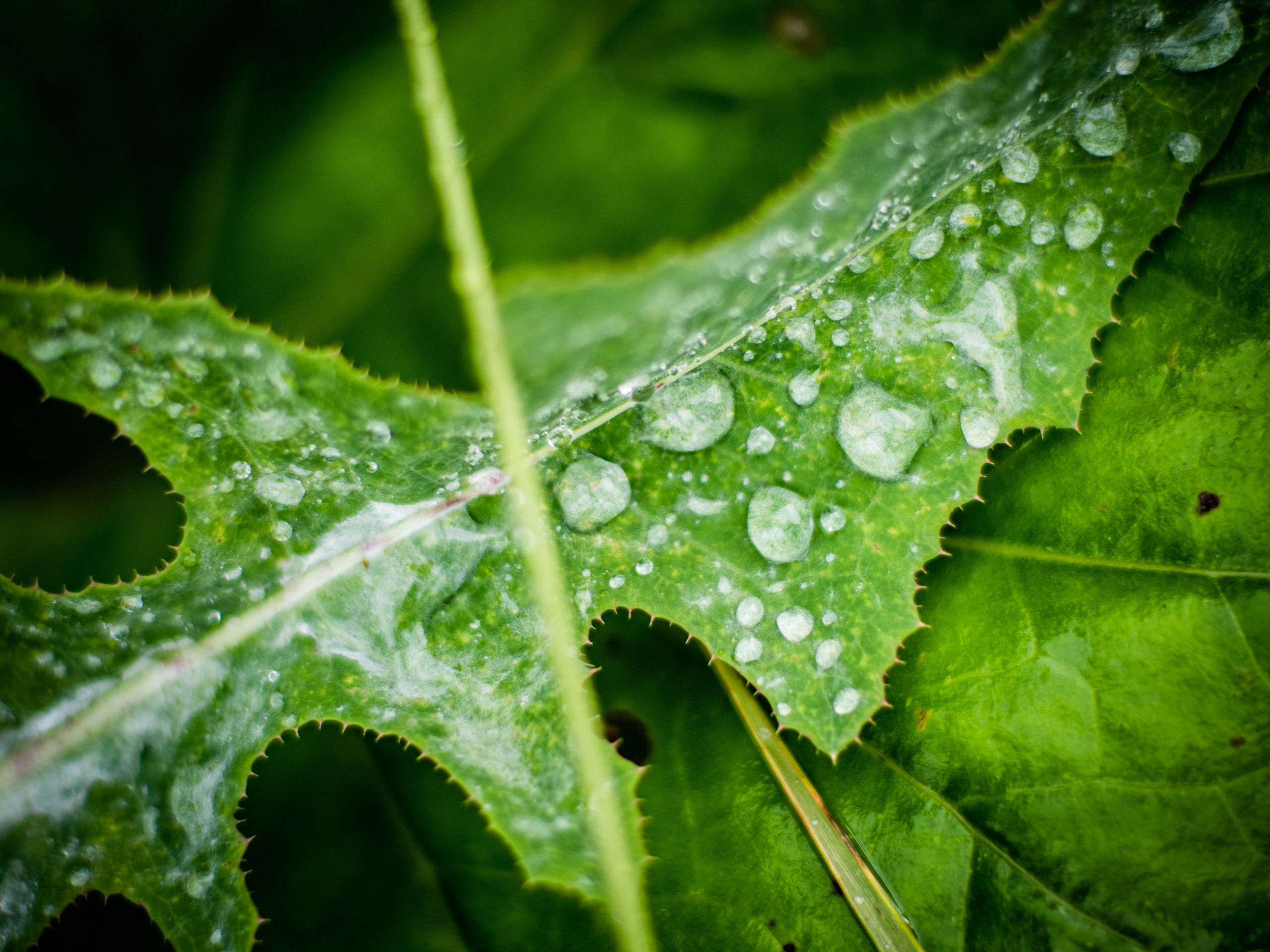 Природа/Животные