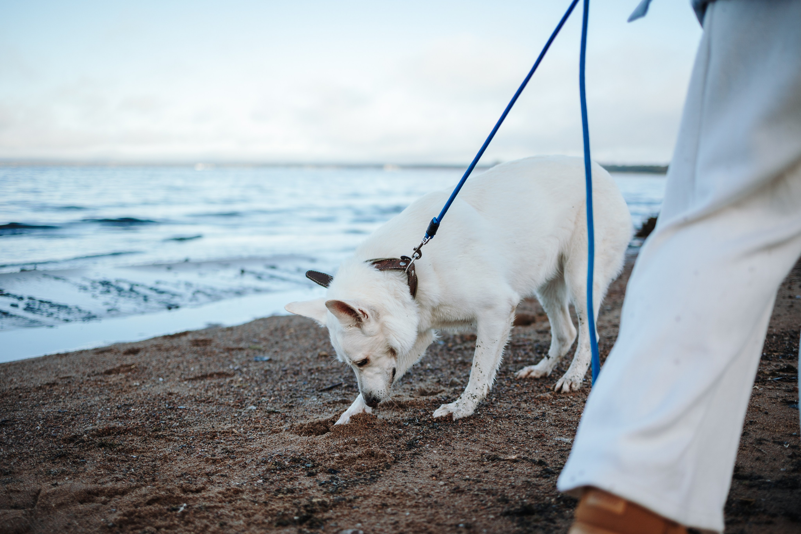 Настя и Эва. Фотограф — Анималист | Санкт-Петербург