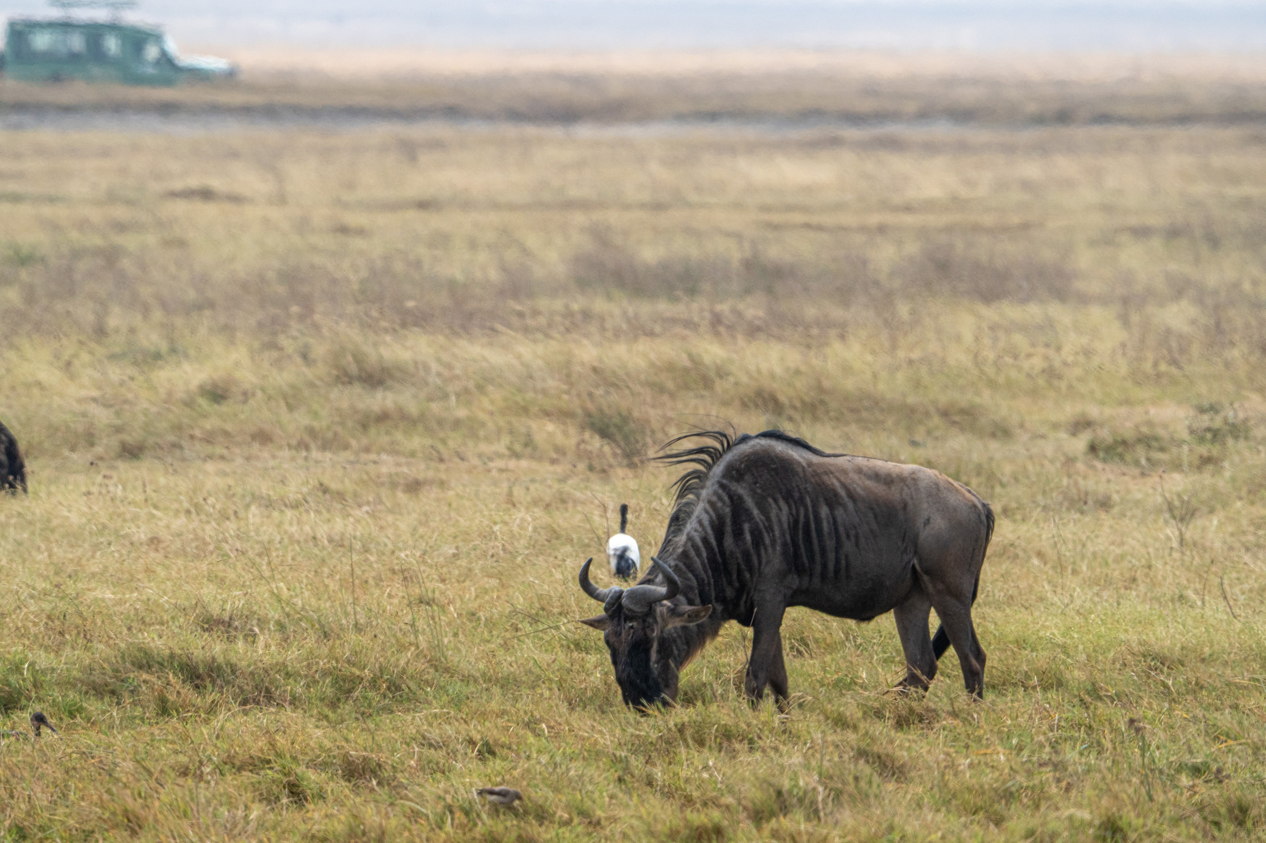 Танзания, сафари, 2025. Творческие сьемки