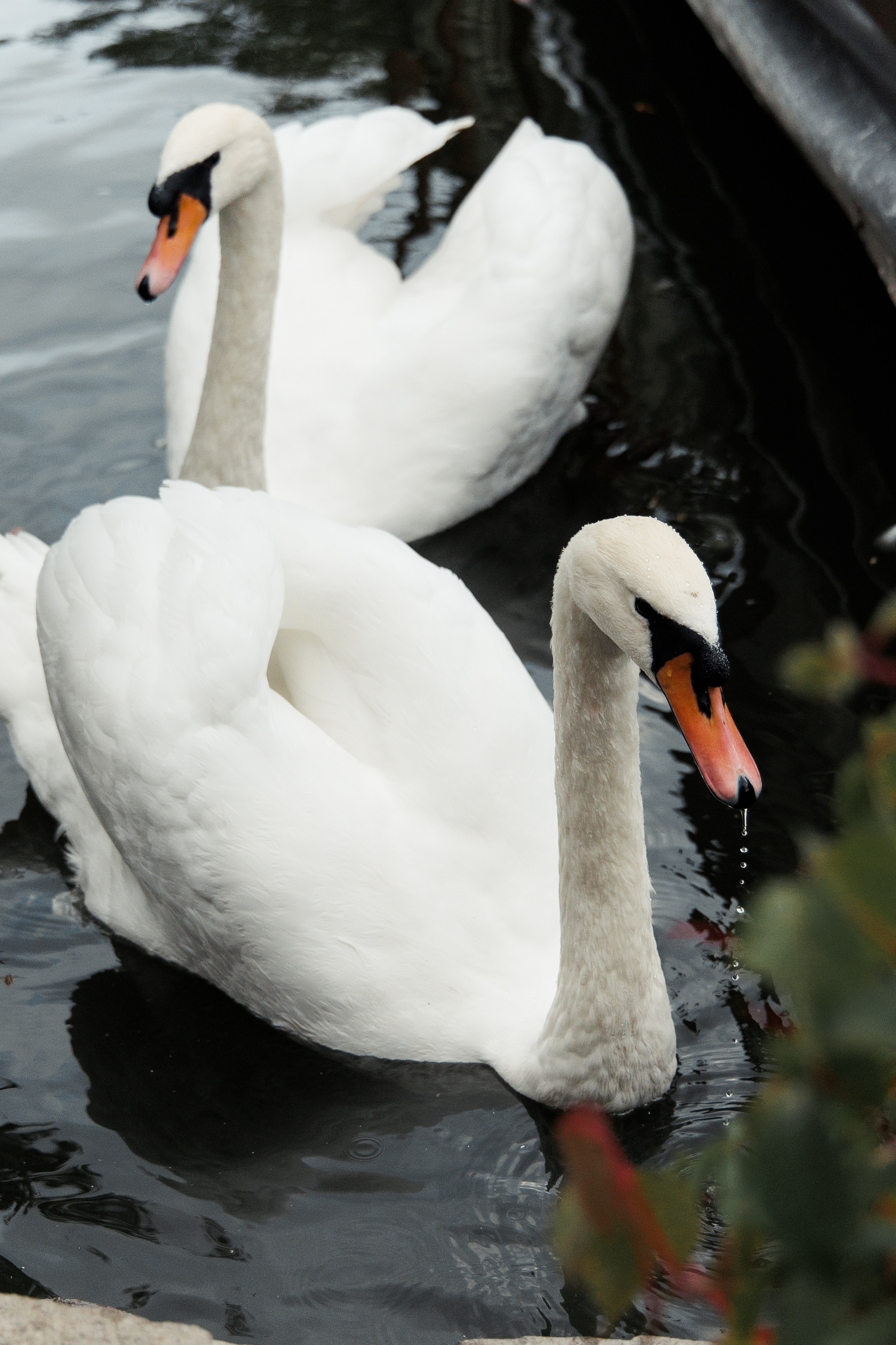 Диана и Данил. Свадебный фотограф Уфа