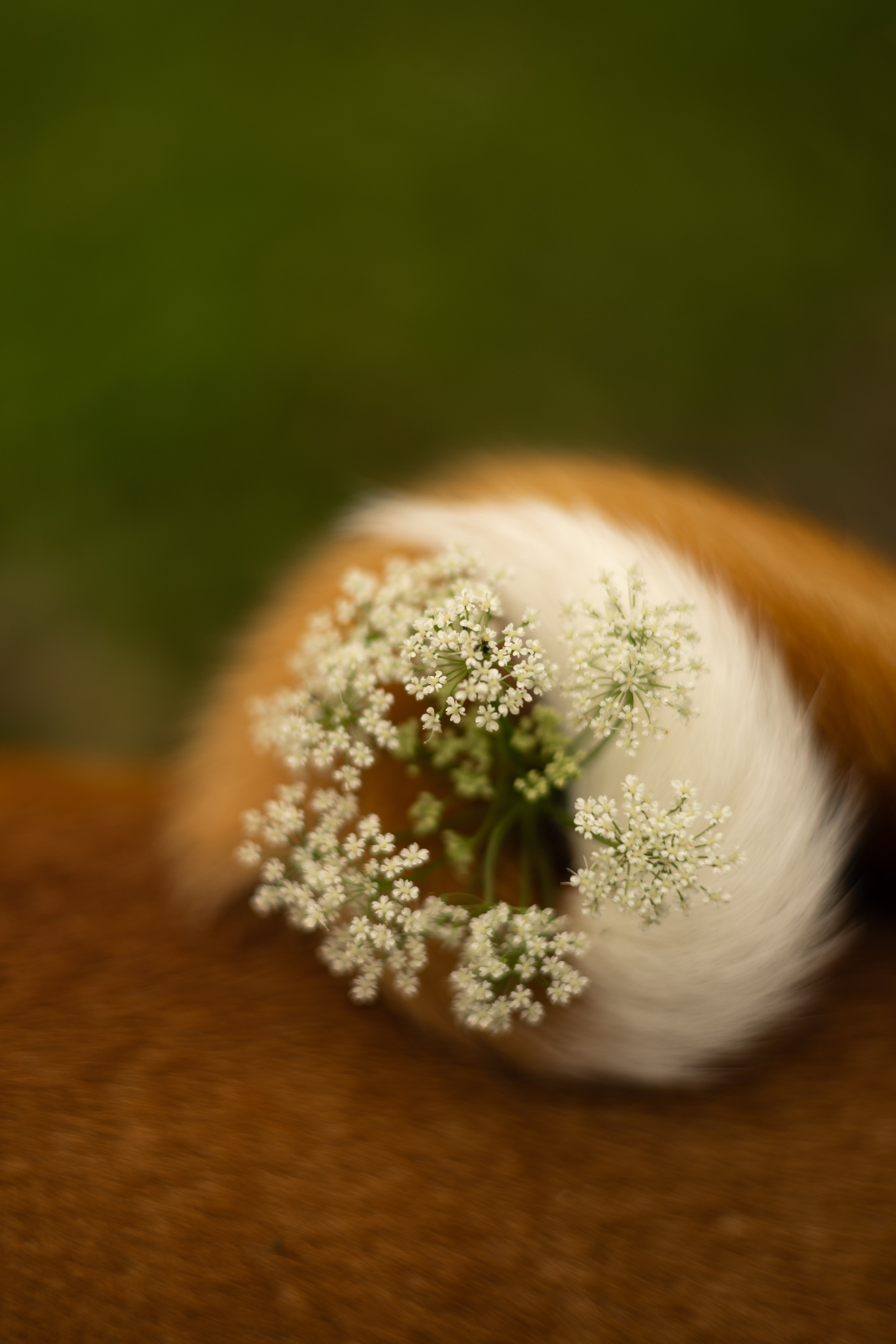 Ольга, Тимофей и Аурис. Фотограф животных Евгения Верцинская