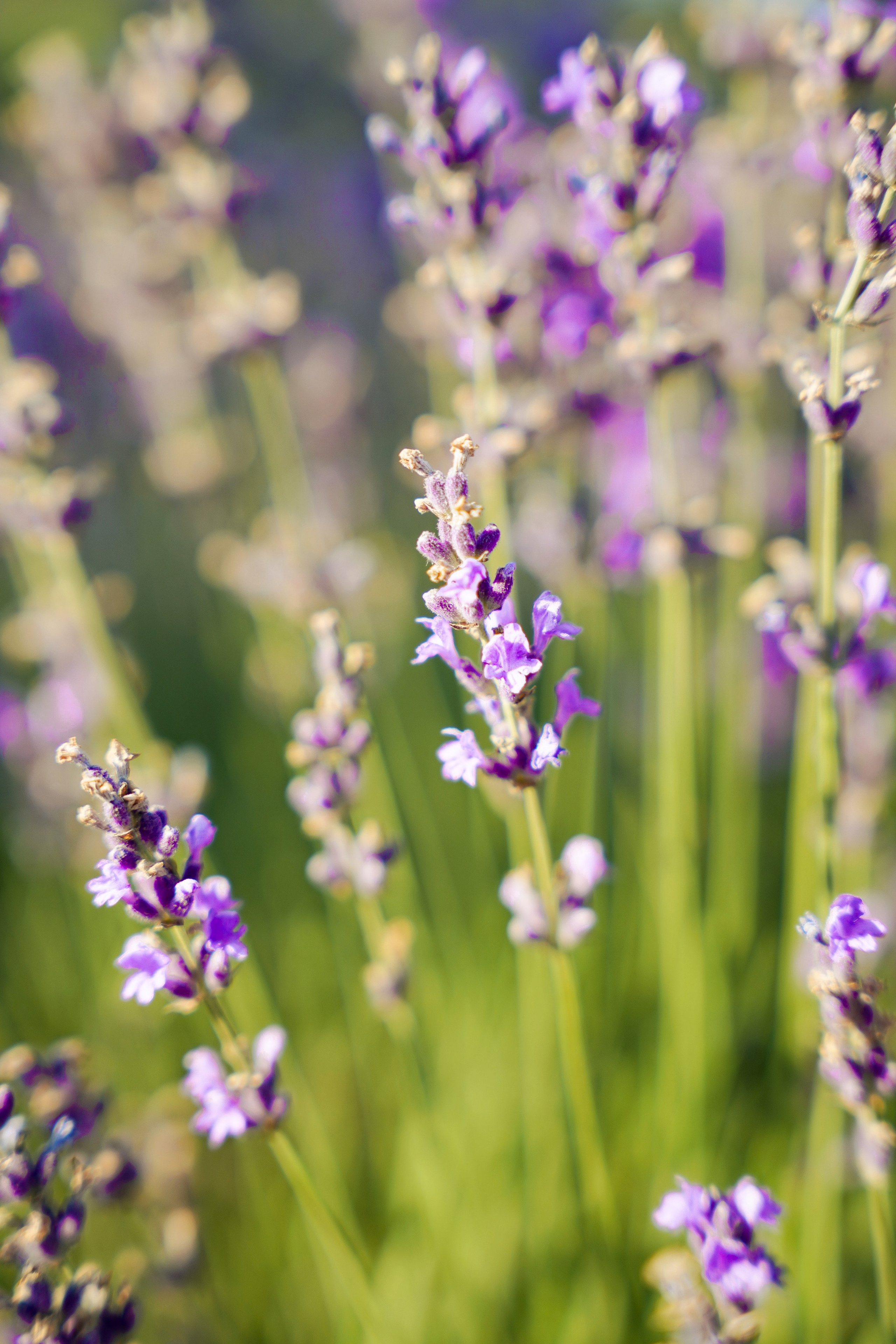 Семейная история в Maison Des Plantes. Фотограф Новороссийск | Геленджик и ЮФО Эльвина Ясинская