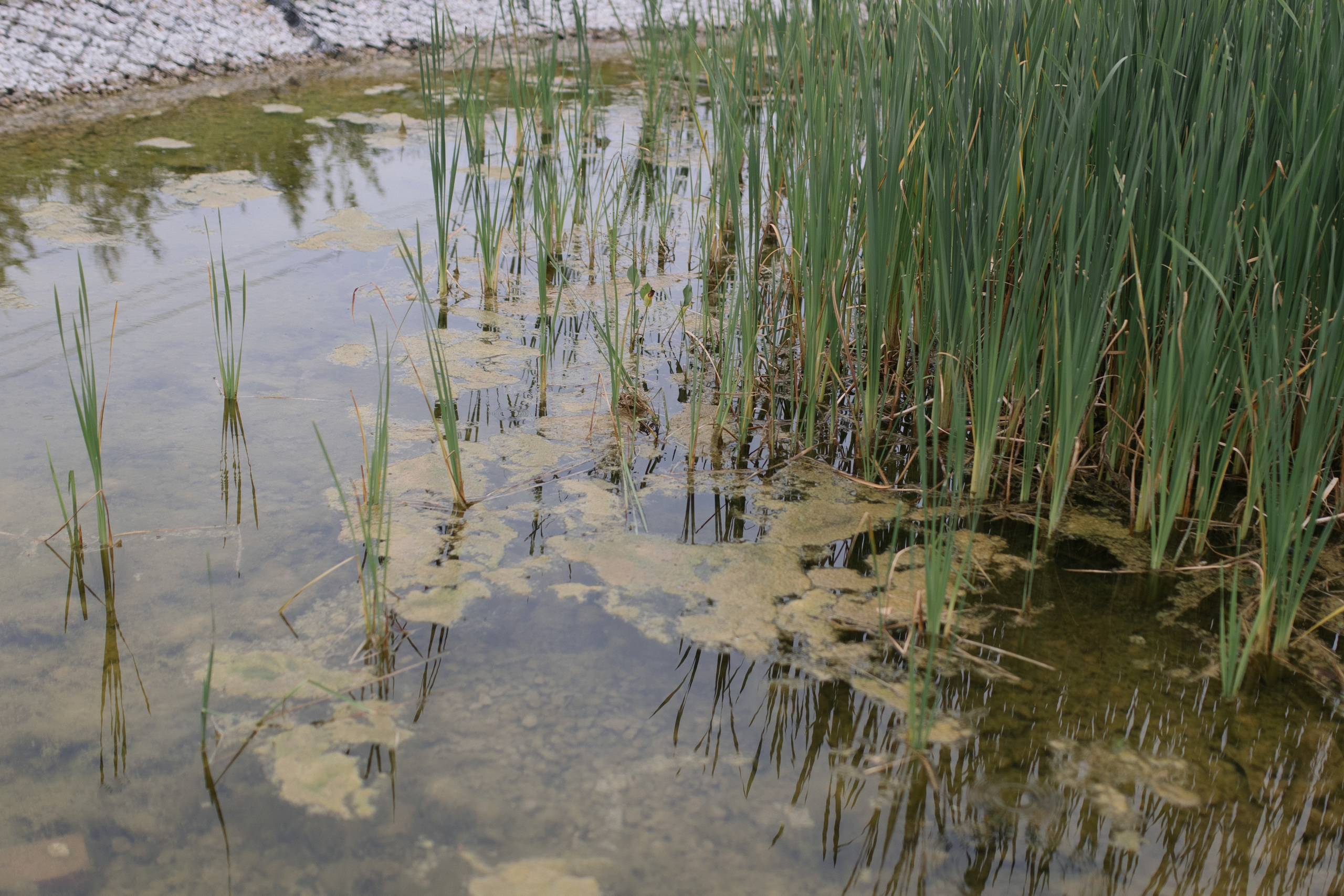 Вероника и Валера. Свадебный и портретный фотограф Екатерина Моргунова