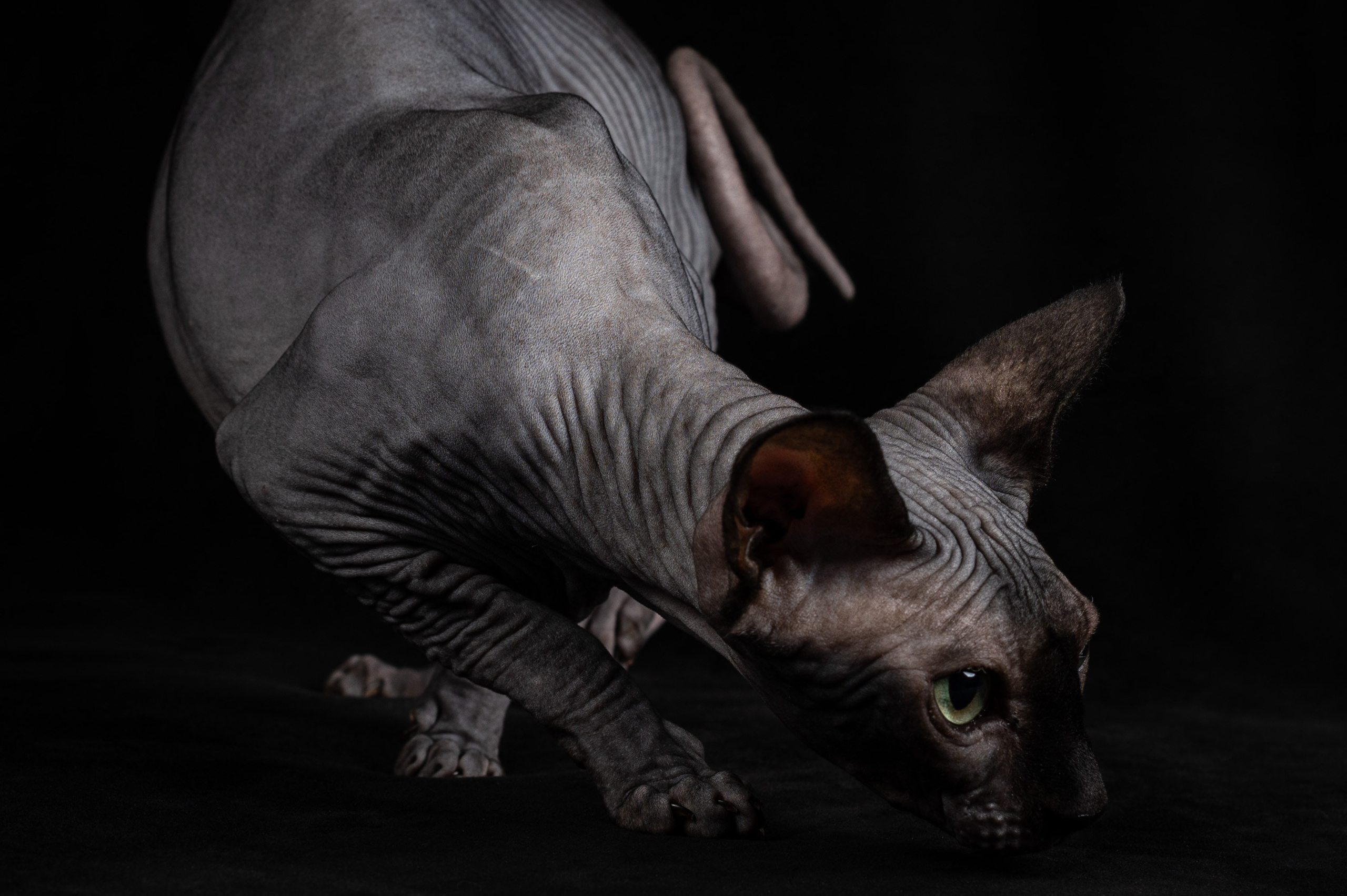 Клёпа | сфинкс. Alexandrovna photography