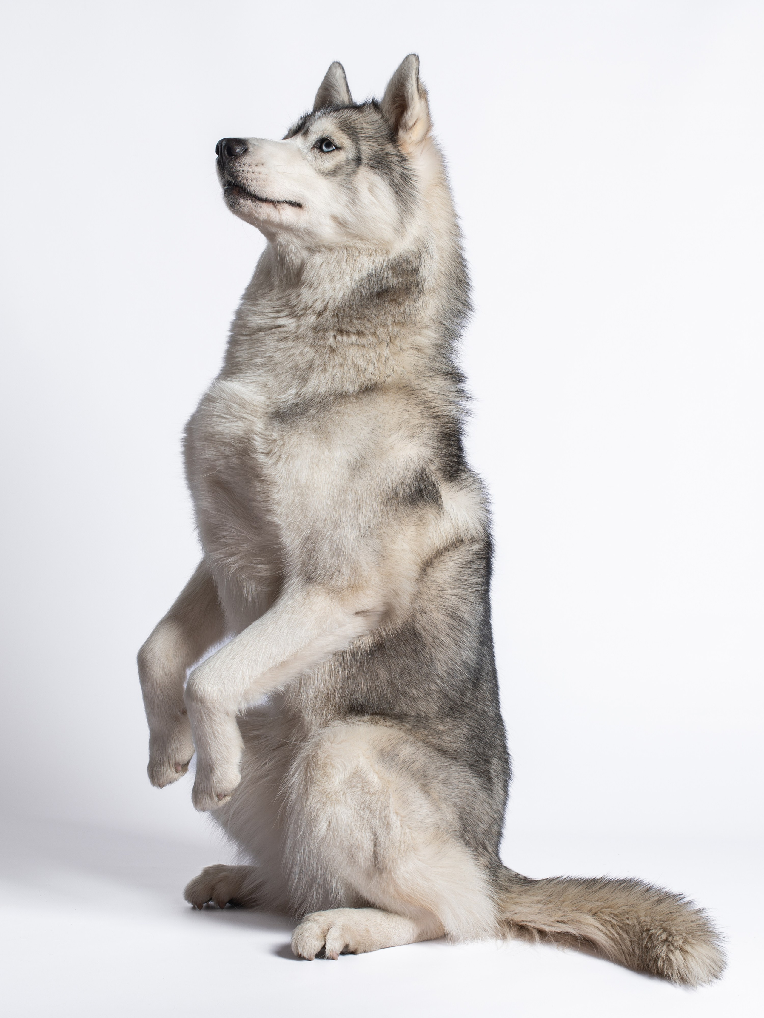 Белка | хаски. Alexandrovna photography