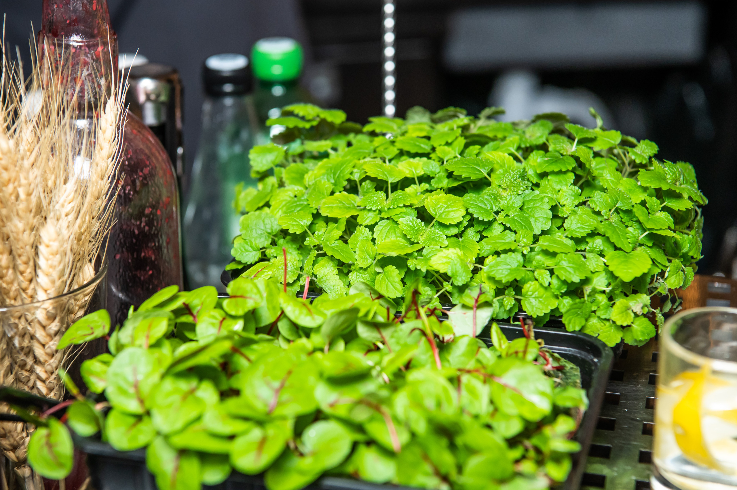 РЕСТОРАН_РЕПОРТАЖ. Репортажный и семейный фотограф в Тюмени Владислав Шадиков