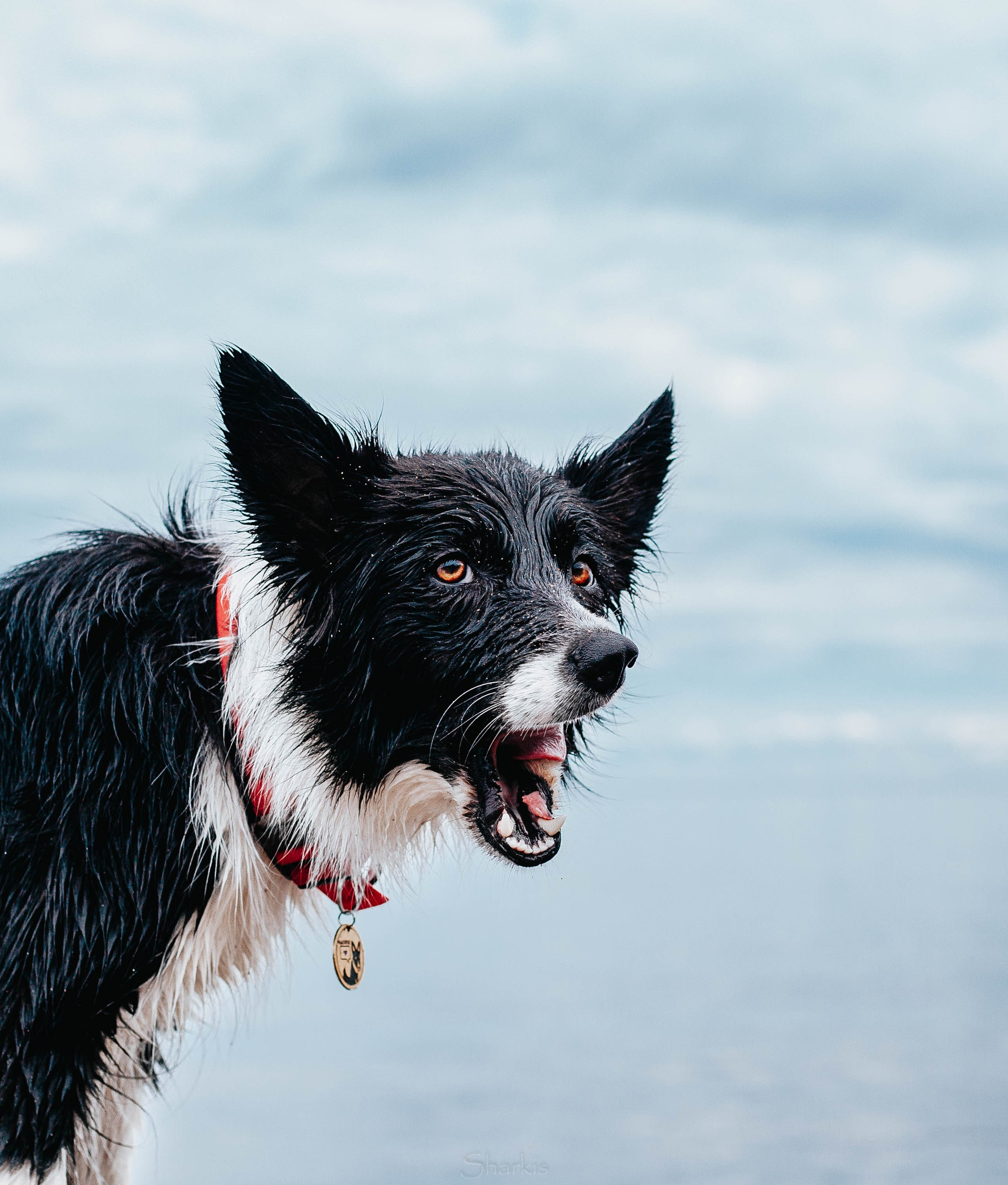 Кида и Сирша. Главная