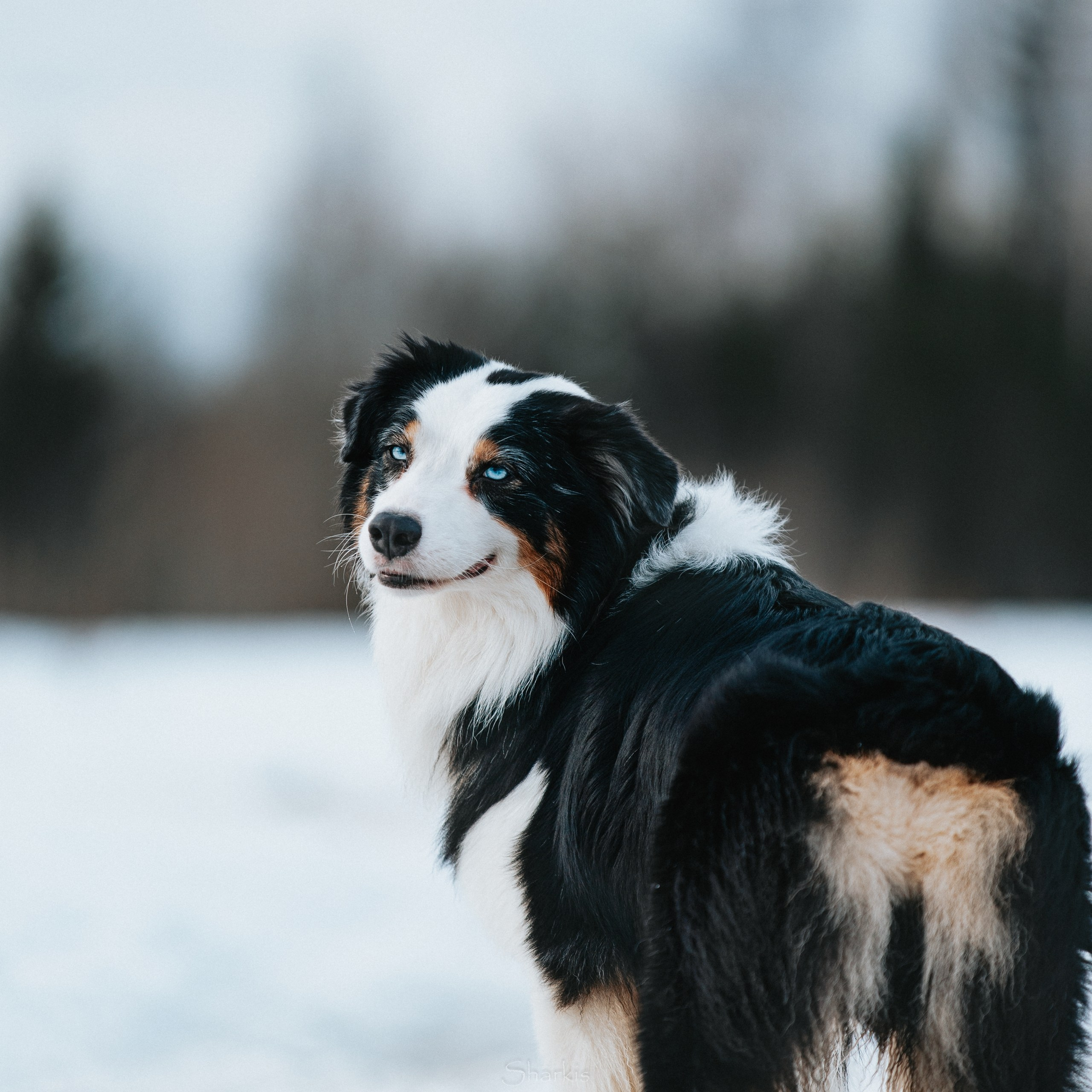 Собаки. Главная