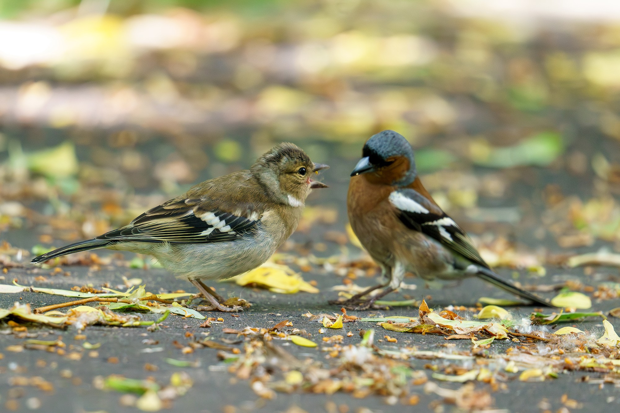 Удивительные мир птиц. Вокруг нас столько прекрасного — присмотритесь!. Ваш личный фотограф Марина Волкова