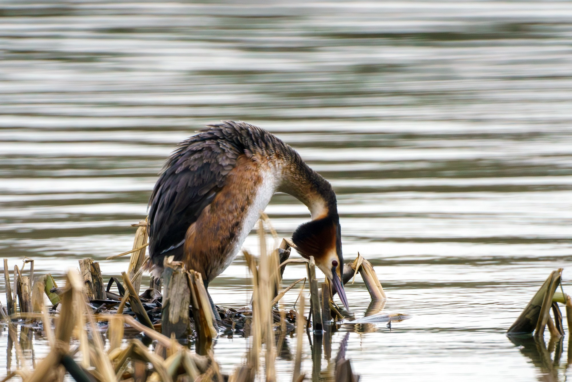 Удивительные мир птиц. Вокруг нас столько прекрасного — присмотритесь!. Ваш личный фотограф Марина Волкова