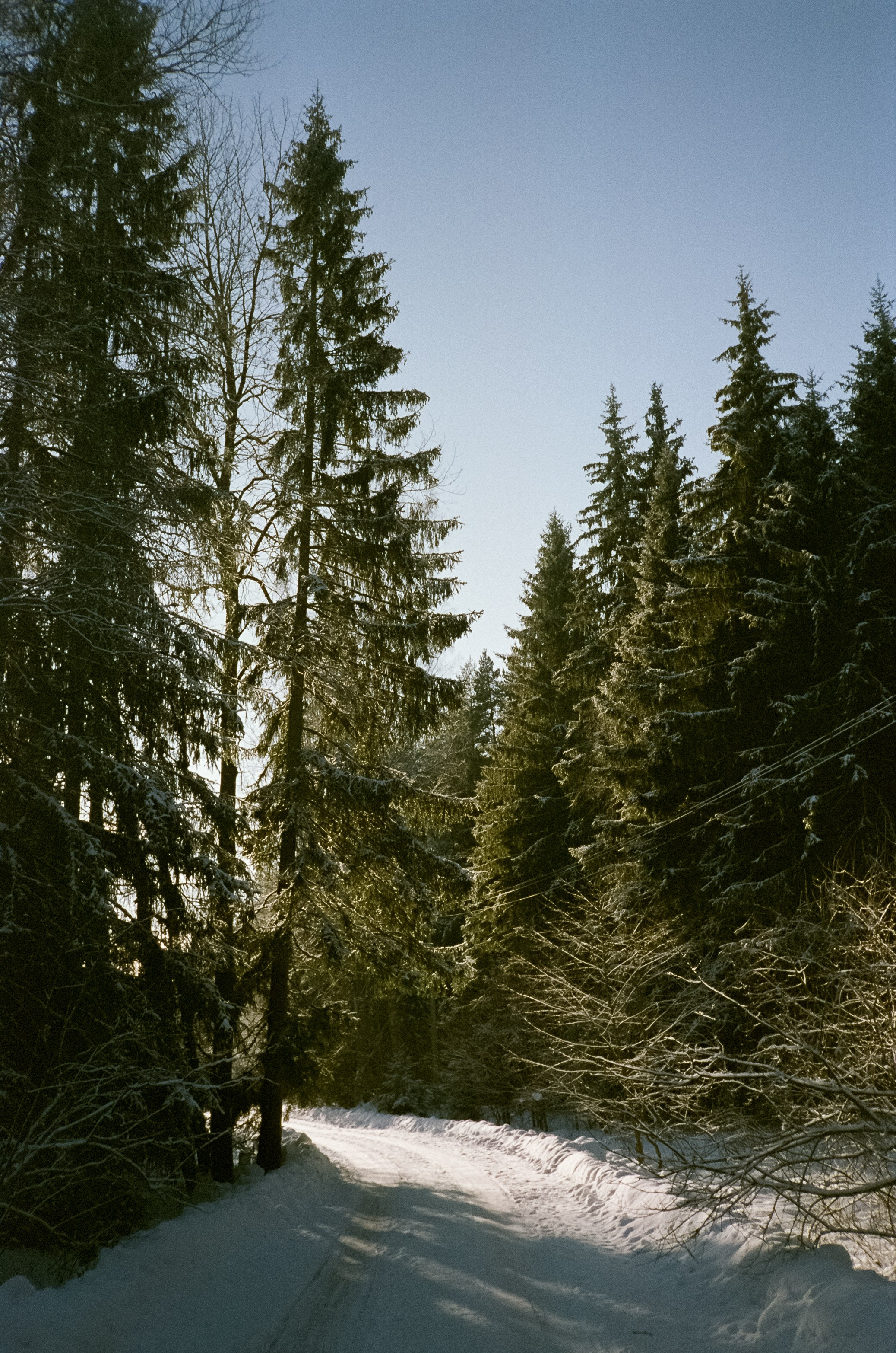 Chinon Auto 3001 (2) / Fuji Eterna 250D (ISO 100) / Давыдовское, Лукин