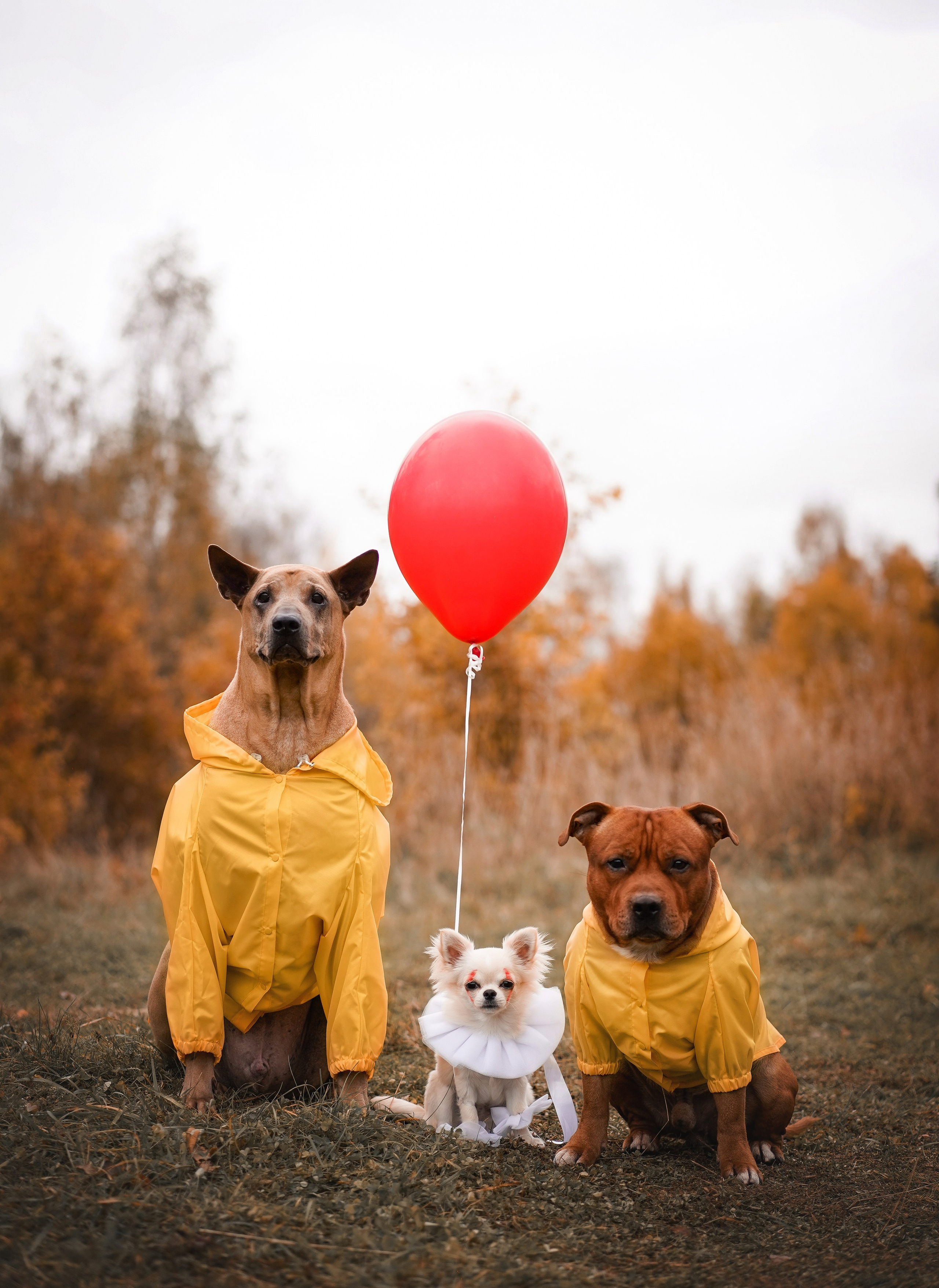 Фотодень Хэллоуин 2025. Фотограф-анималист в Санкт-Петербурге Яна Мартынова