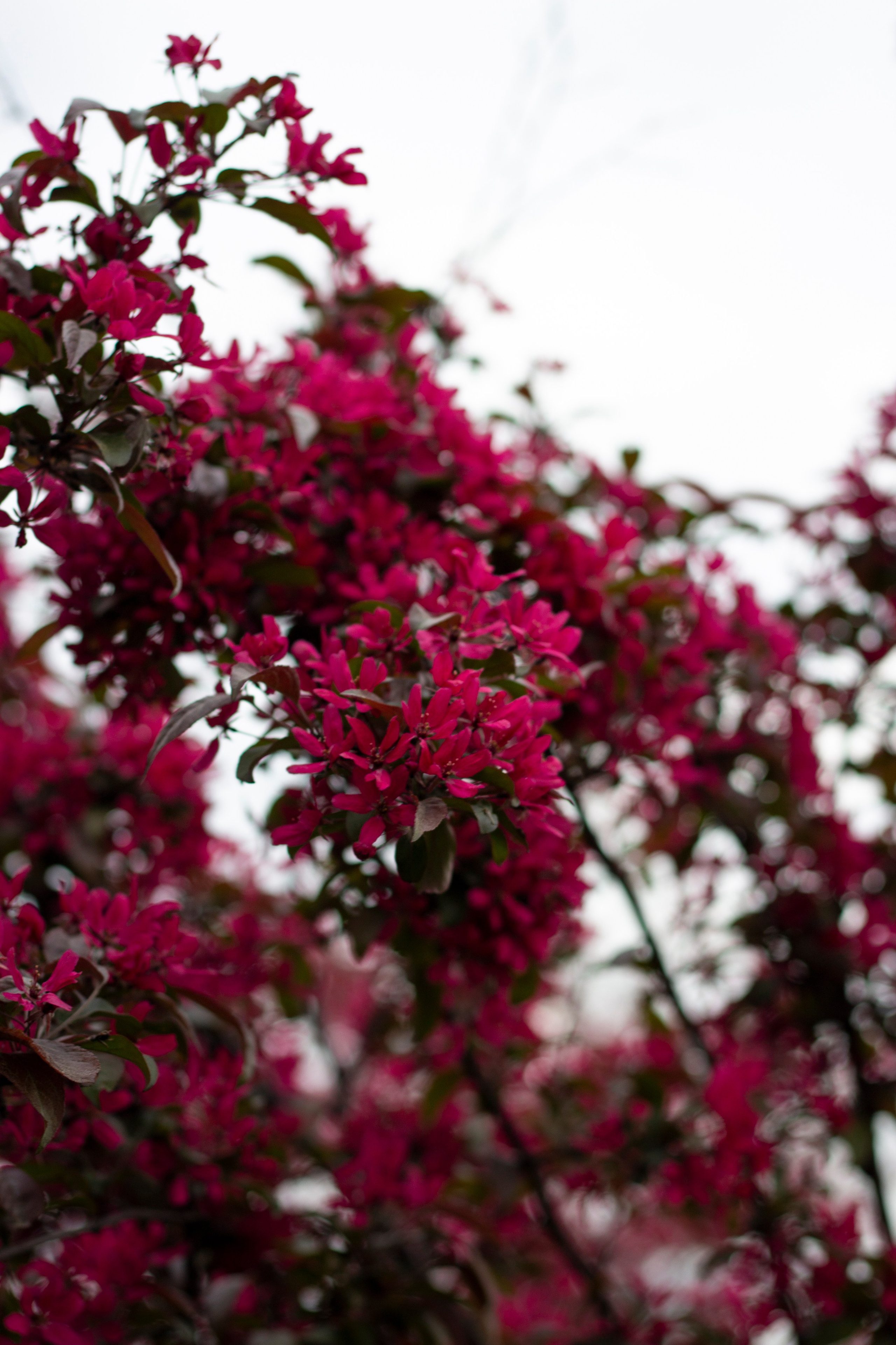 Катя, Кирилл, Тёма и Аня. Фотограф в Санкт-Петербурге Смирнова Диана