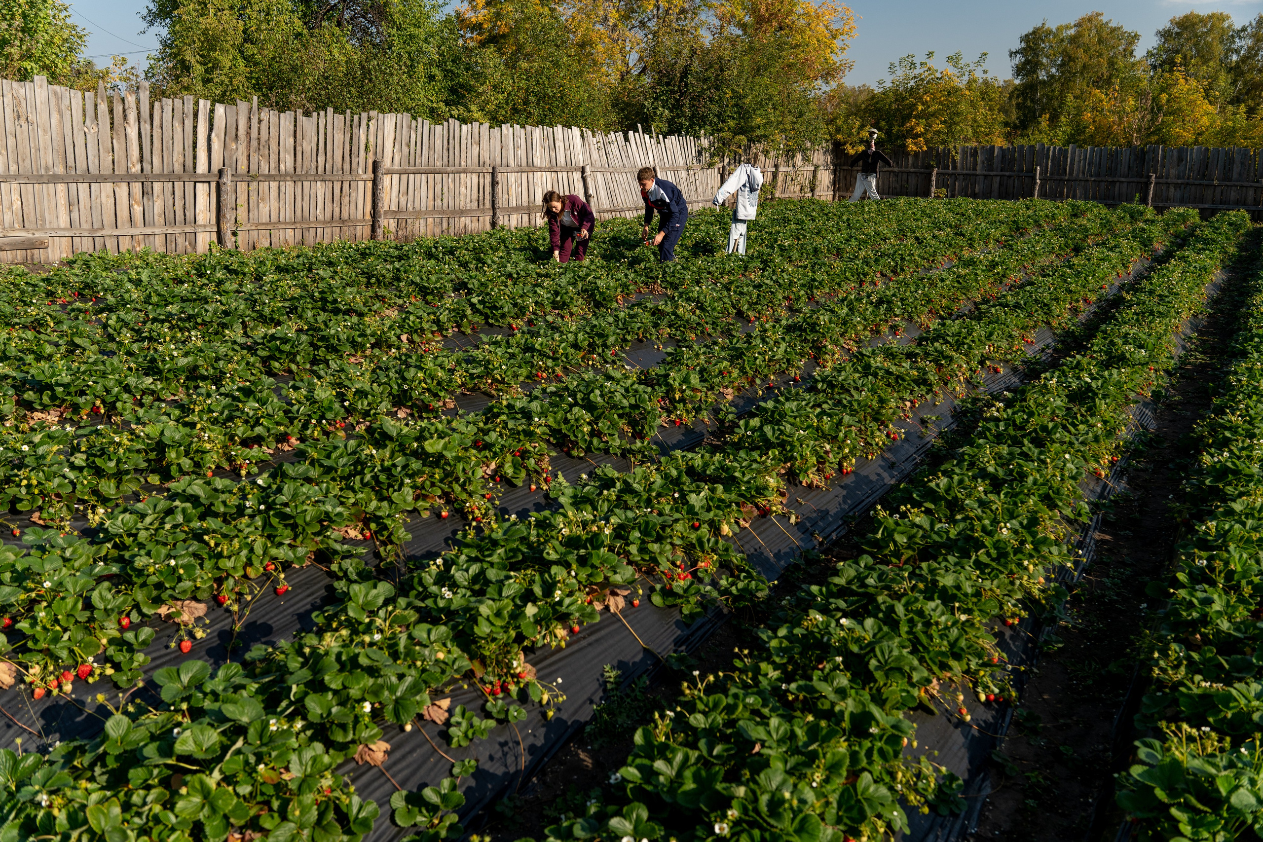 Валерия и Владислав Ращектаевы. Фермеры. Репортажный фотограф Наталья Лапцевич