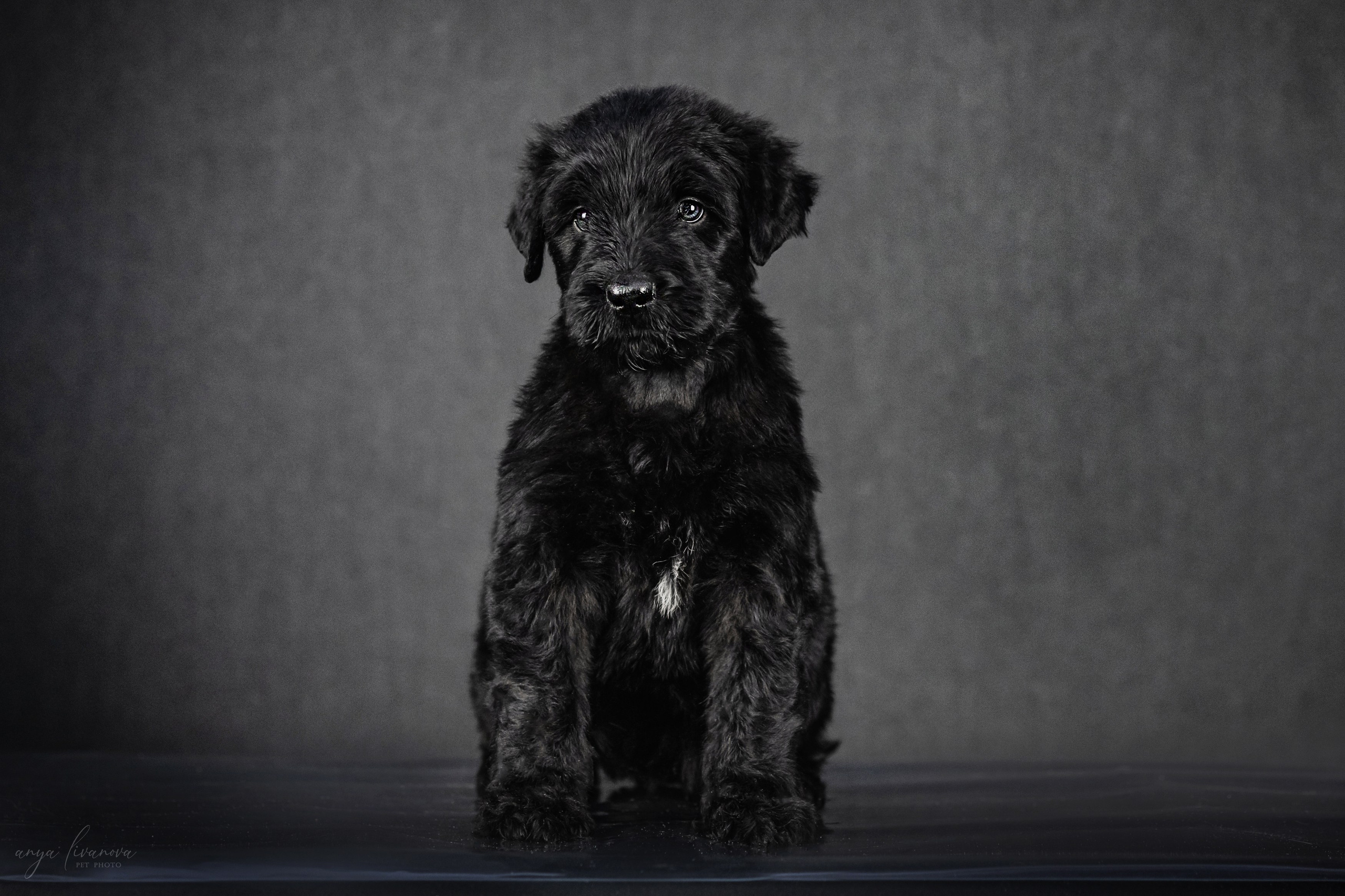 РЧТ. Фотограф анималист Аня Ливанова | Рыбинск