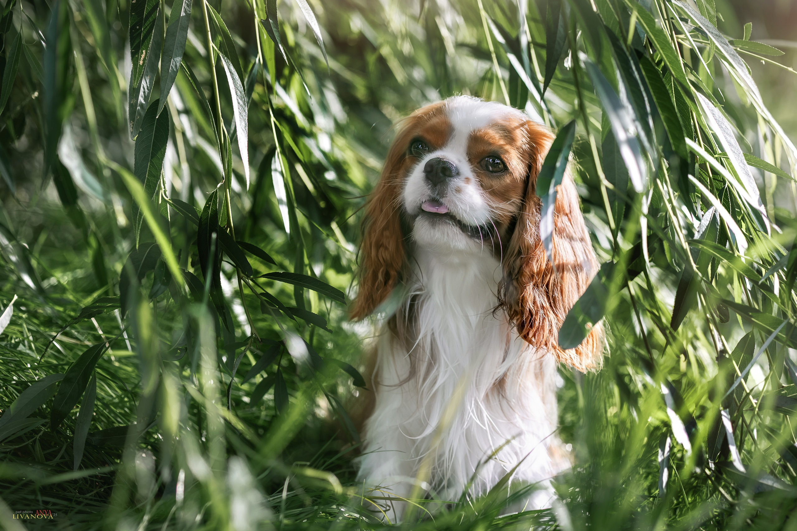 Маруся и Энди. Фотограф анималист Аня Ливанова | Рыбинск