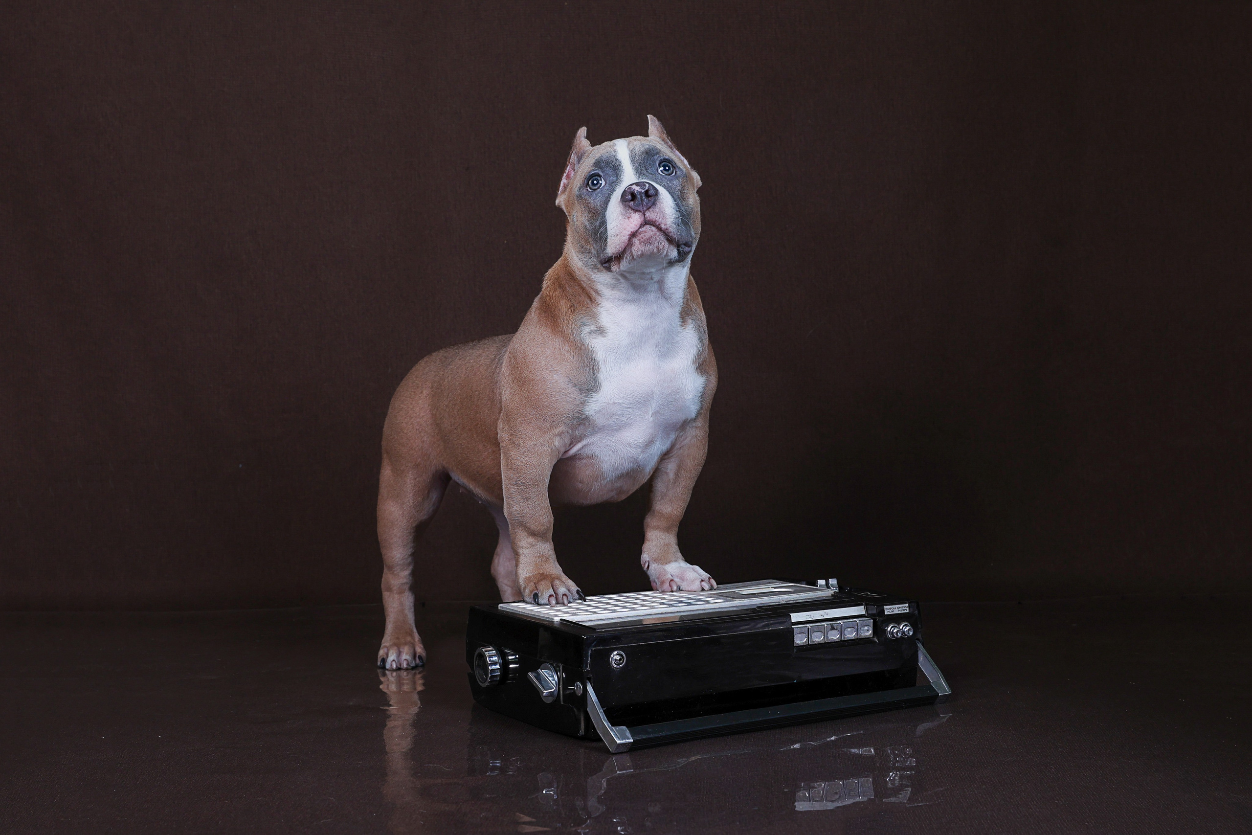 Американский булли!. Фотограф 📸 семейный, предметный, репортажный