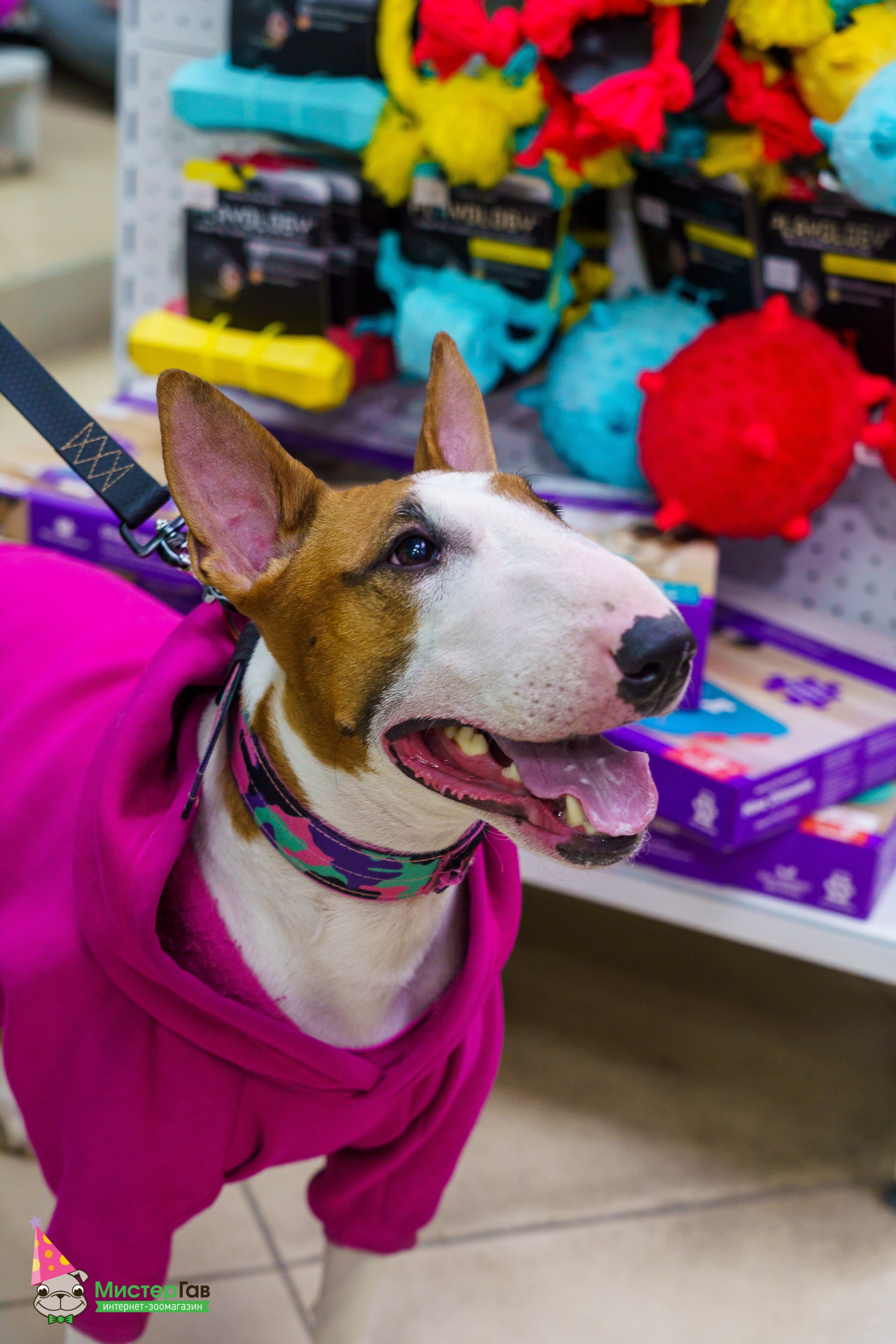 Мистер Гав -13 лет!. Фотограф Челябинск · Ольга Серебрякова