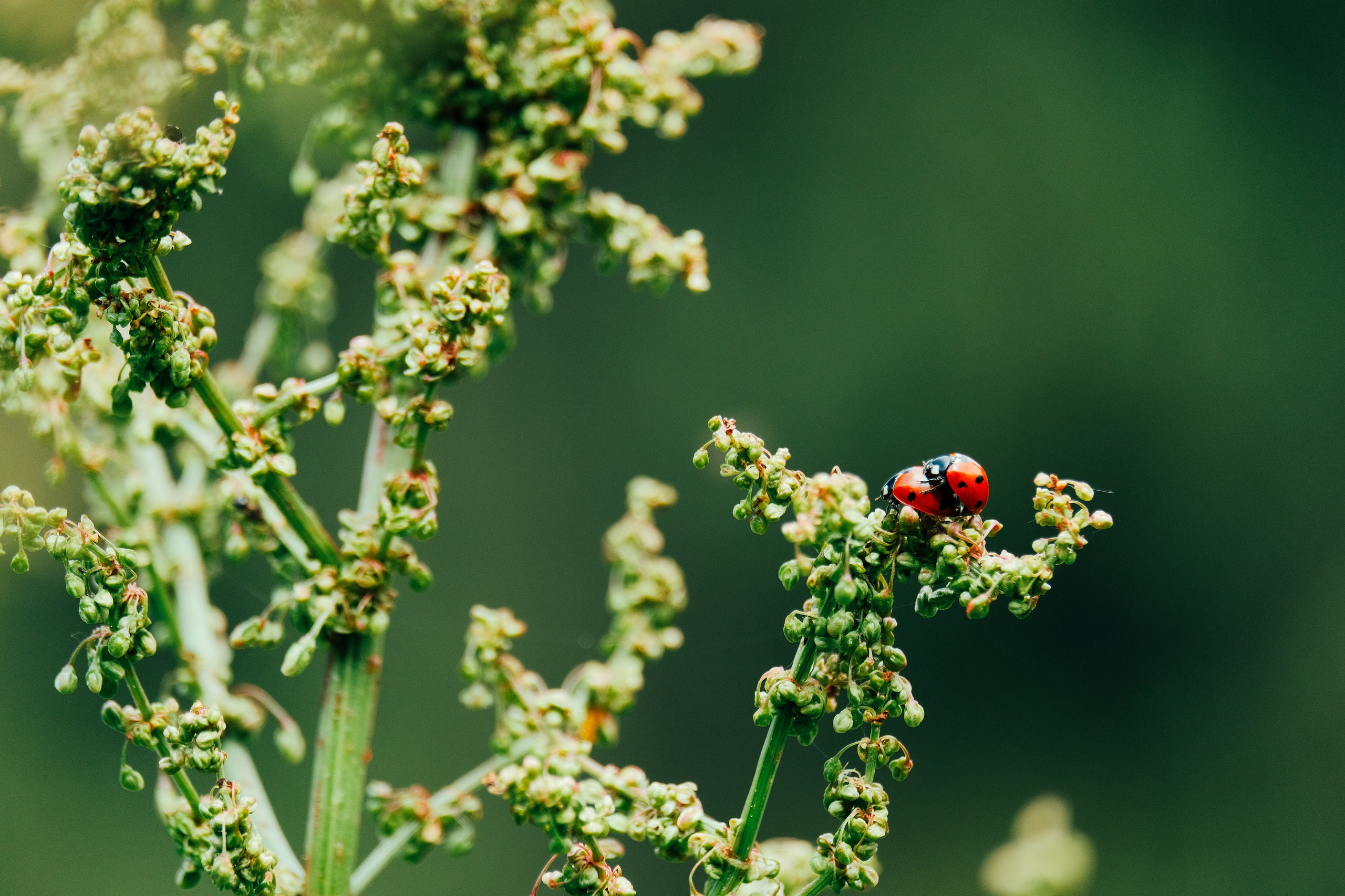 МАКРО. Фотограф в Алматы Артемий Матюнин