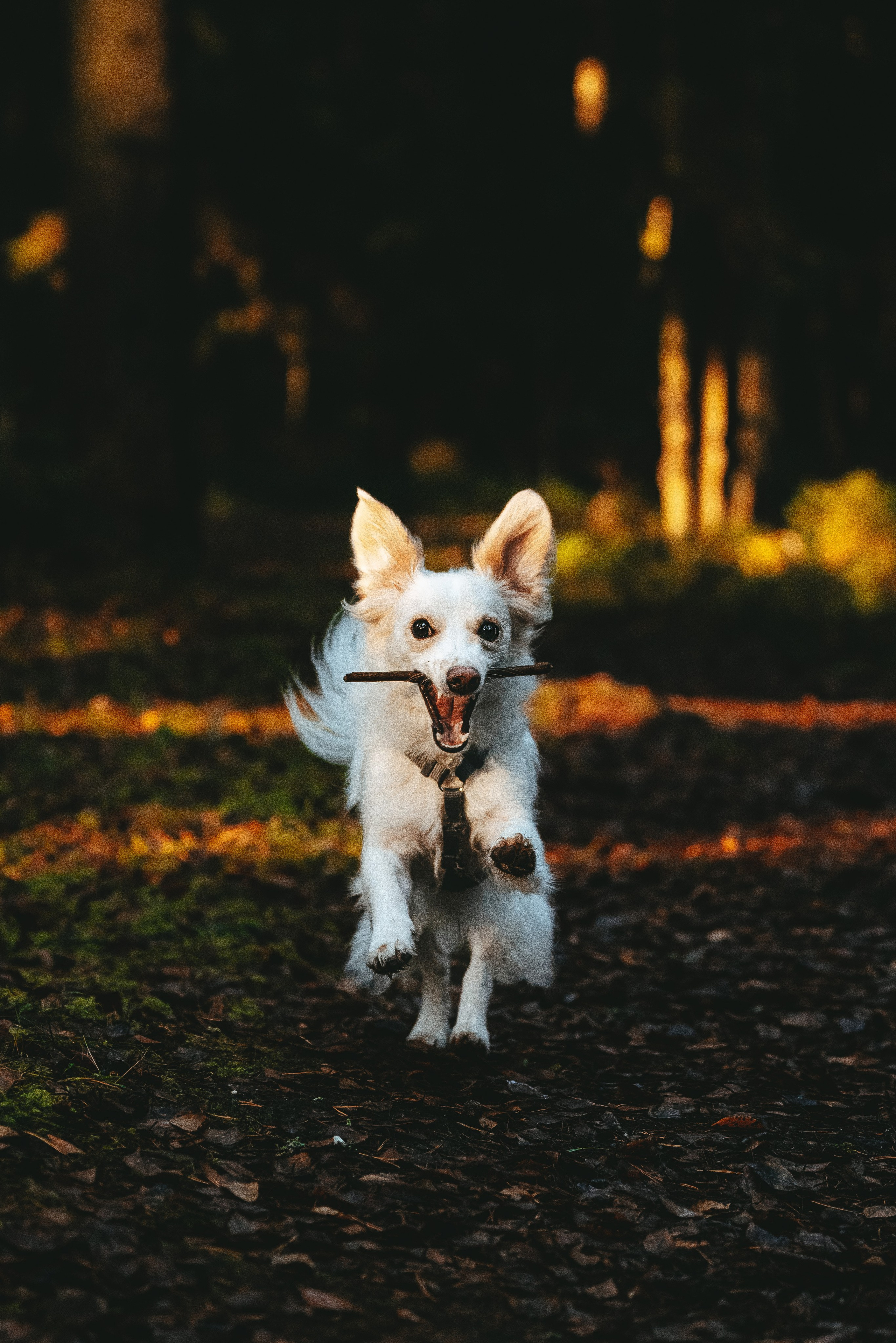 Бруно, Алена и Антон. Фотограф анималист в Спб недорого Олеся Майорова